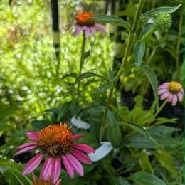 Purple Coneflower