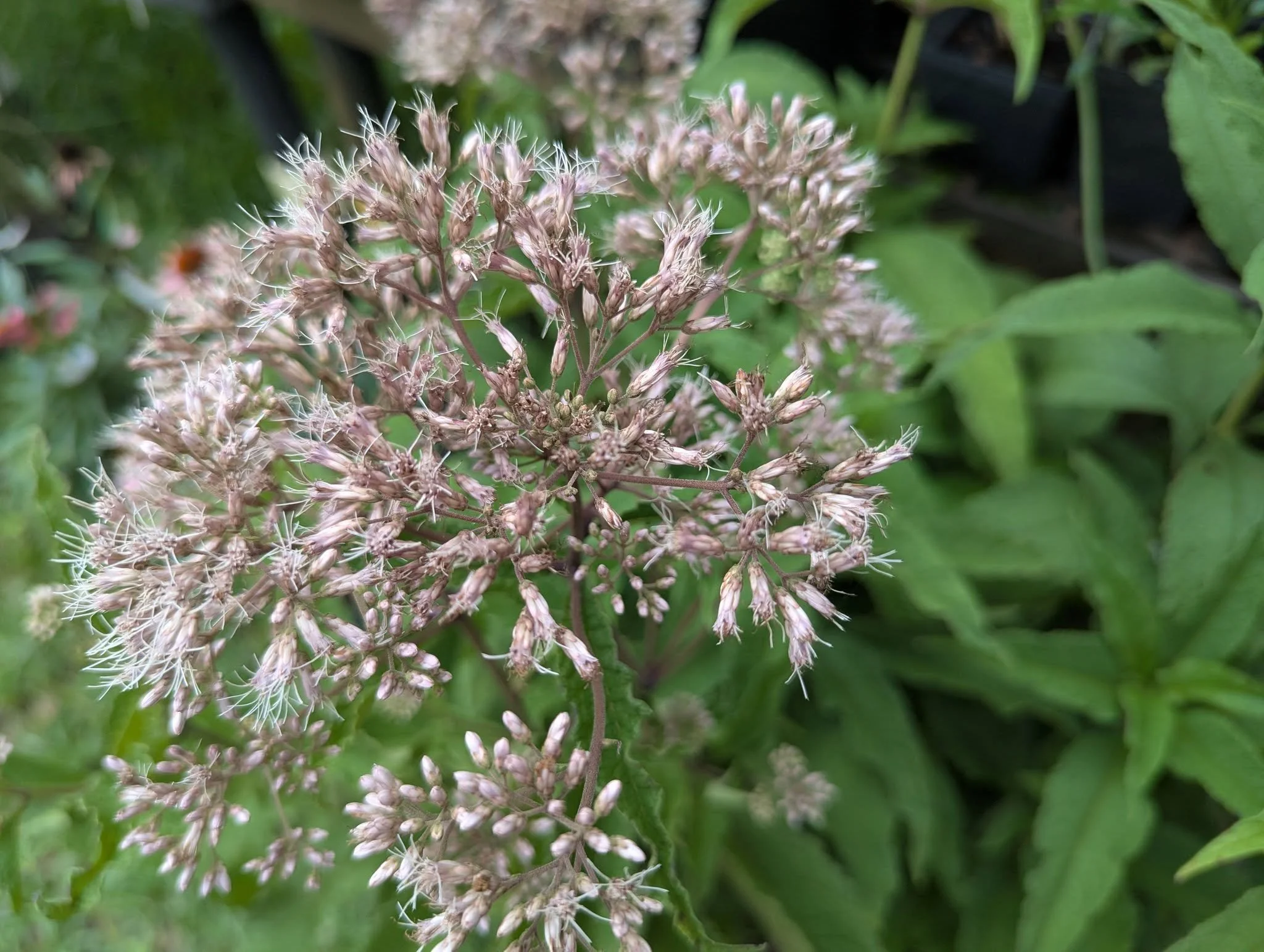 Joe-Pye Weed