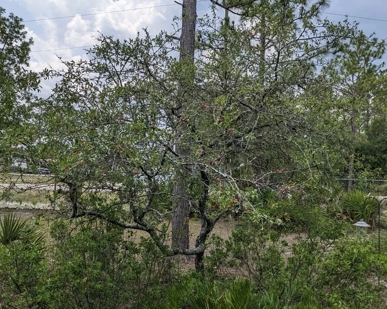 Chickasaw Plum02-crop.jpg