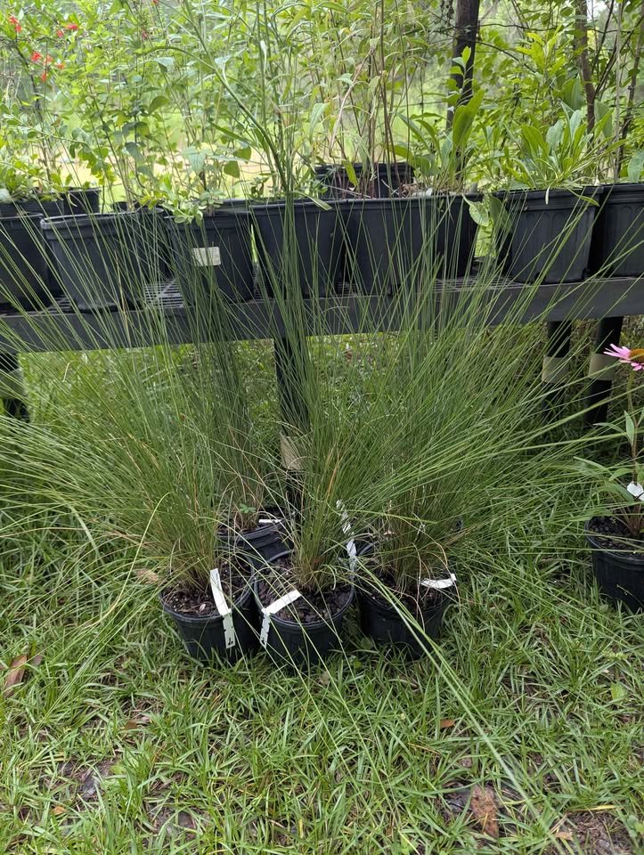 Muhly Grass