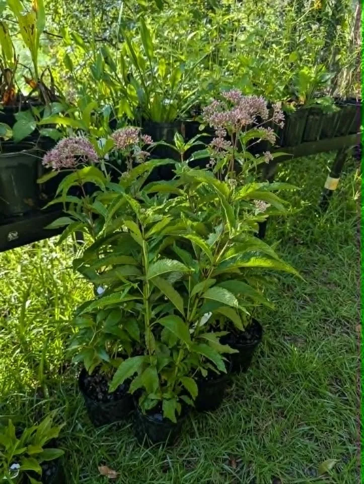 Joe-Pye Weed01.jpg
