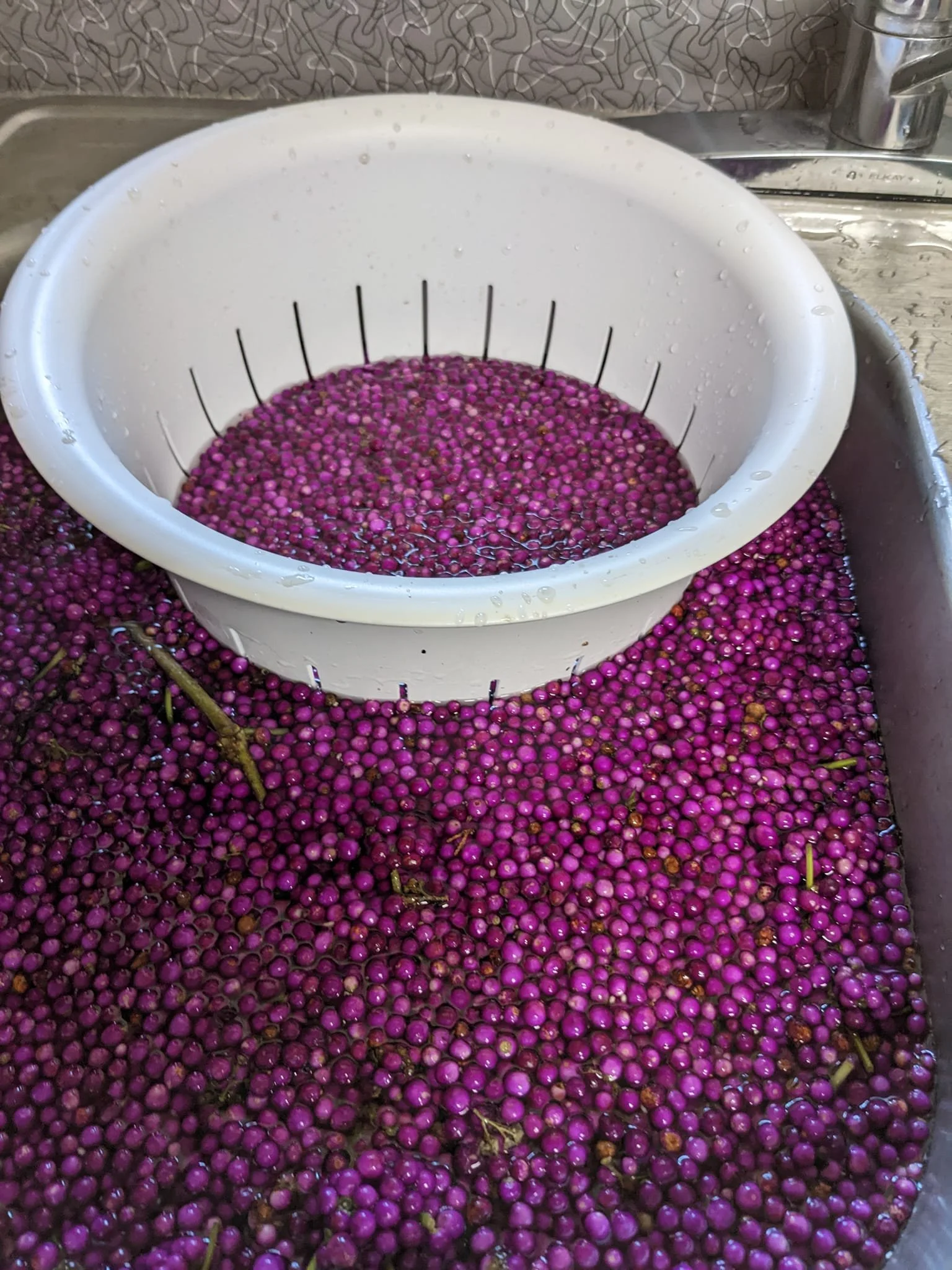 Beautyberry01.jpg