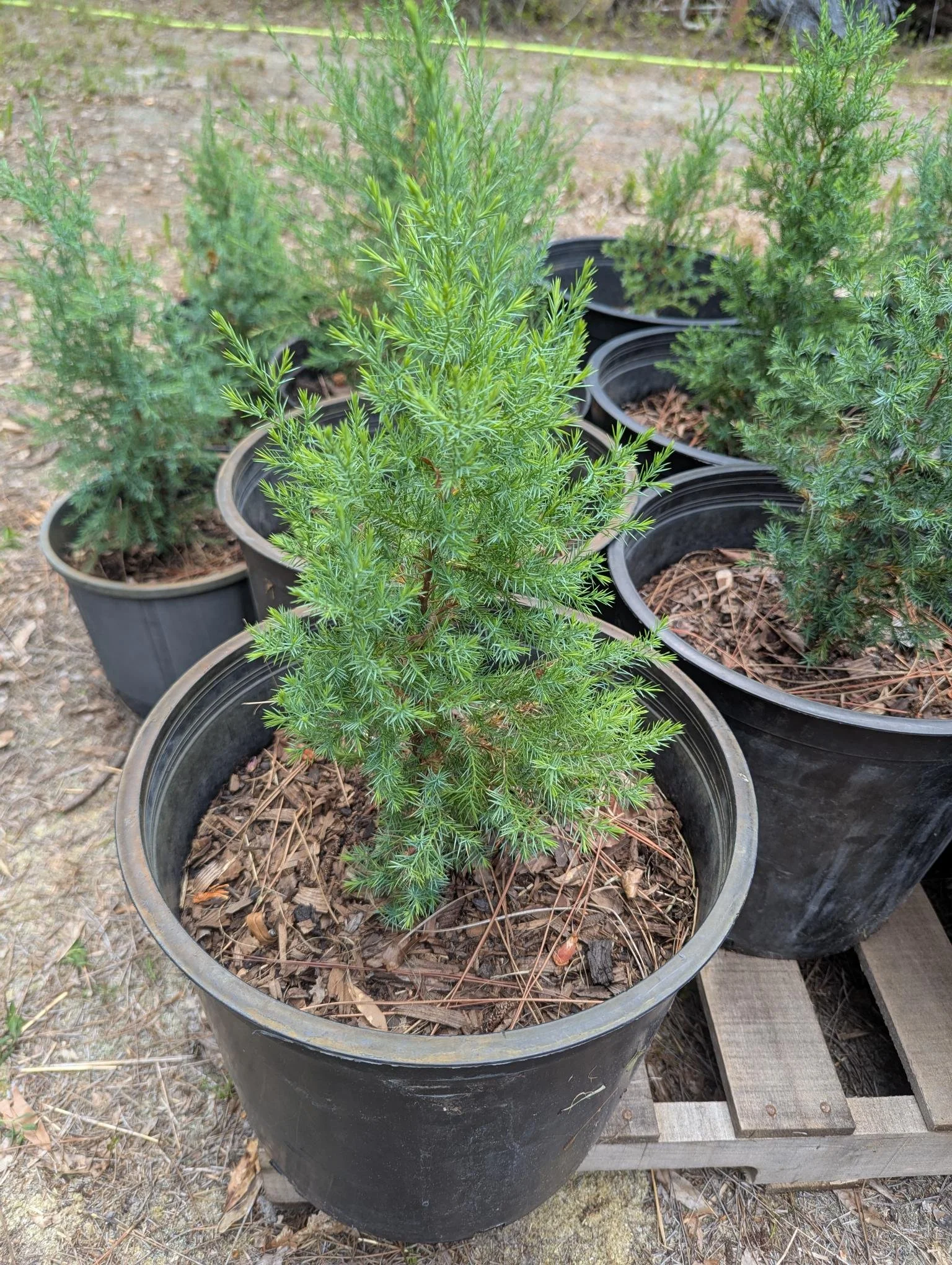 Eastern Red Cedar