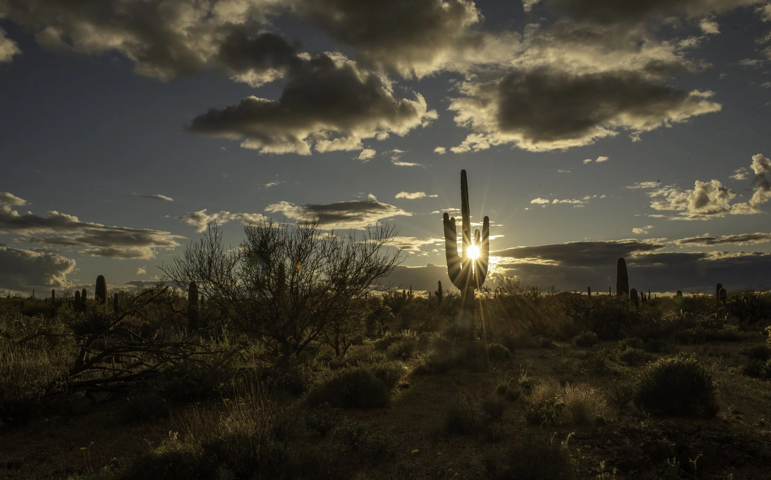 Saguaro