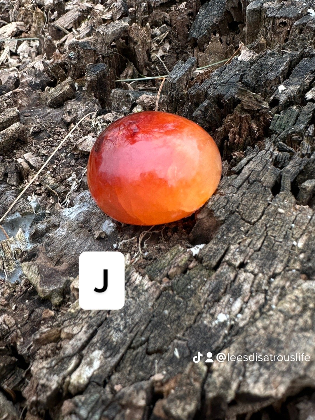 IMG_0119.jpeg