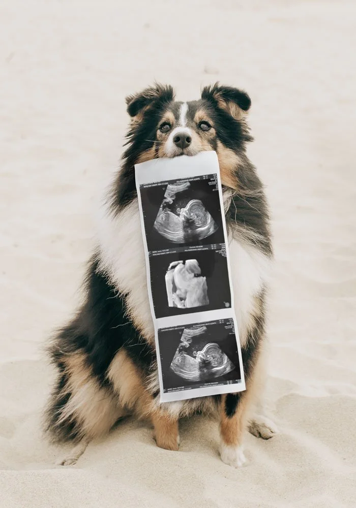 Cute dog holding baby scan in its mouth to announce pregnancy