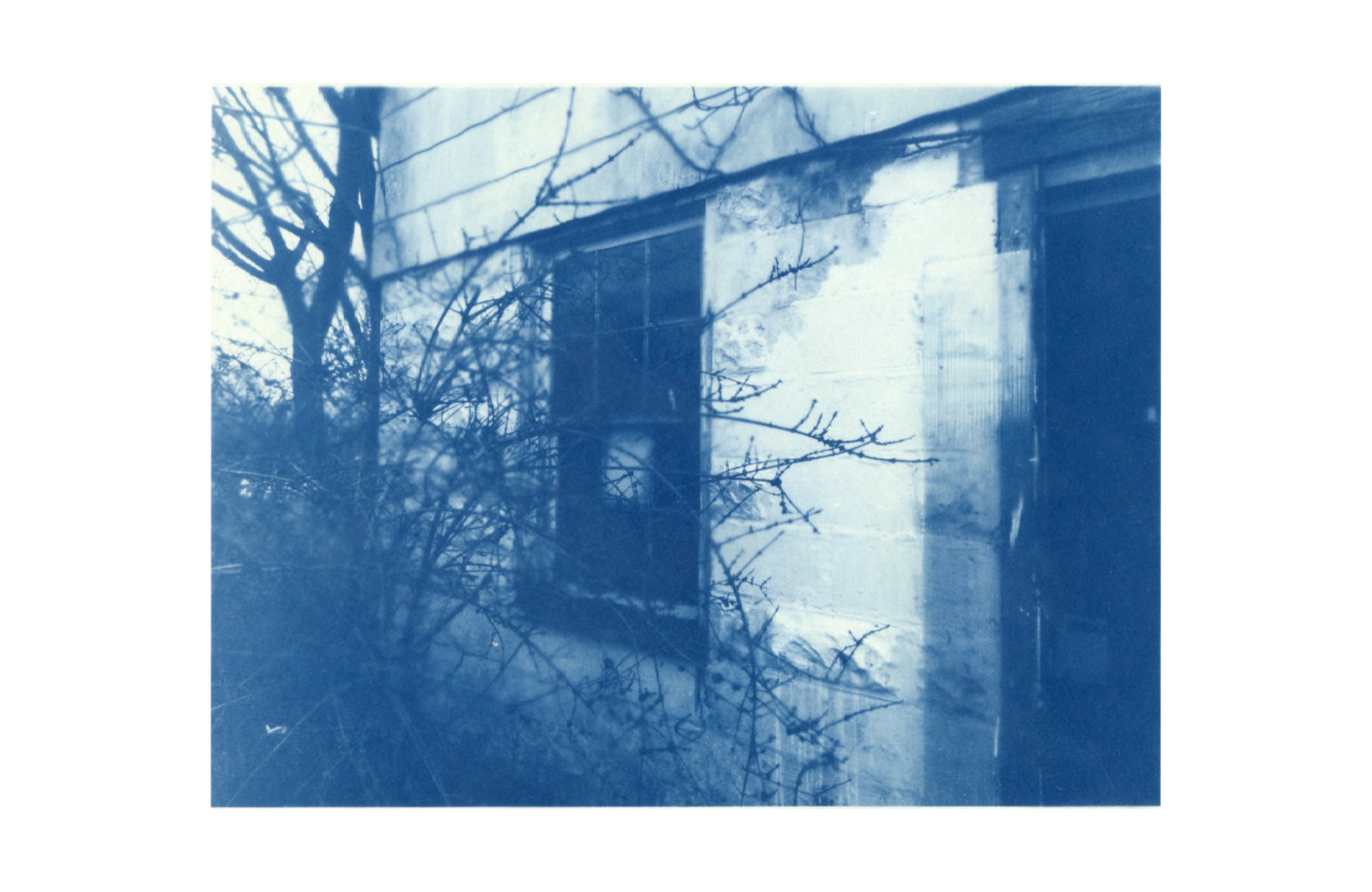 cyanotype on paper, 2026