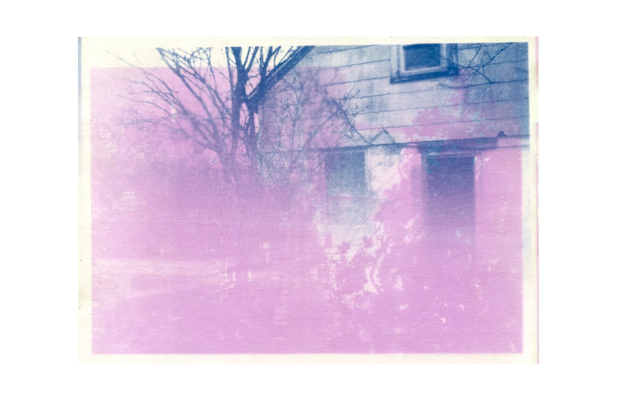 photogram and cyanotype on paper, 2026