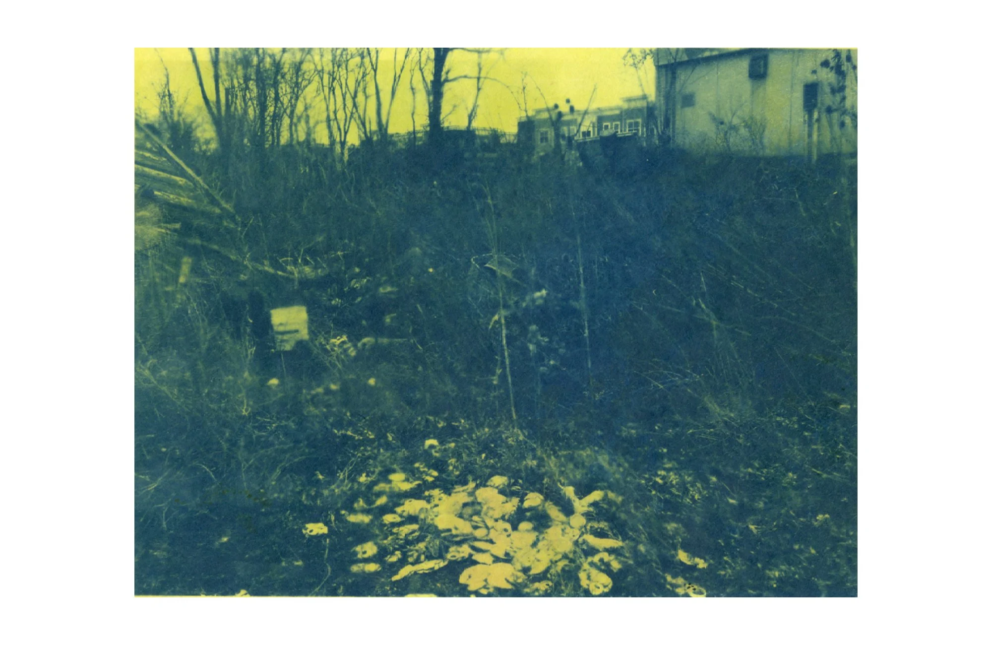 photogram and cyanotype on paper, 2026