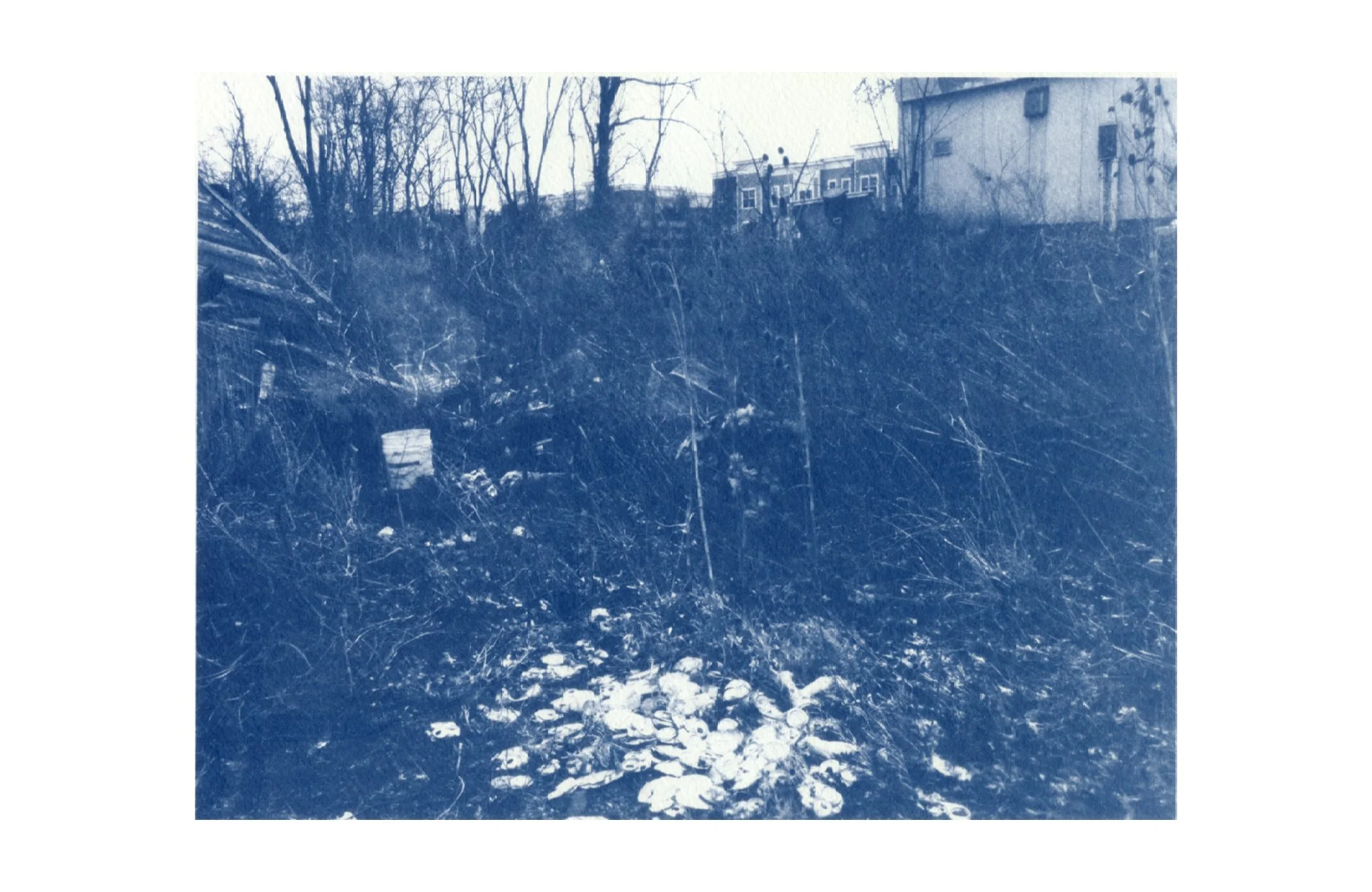 cyanotype on paper, 2026