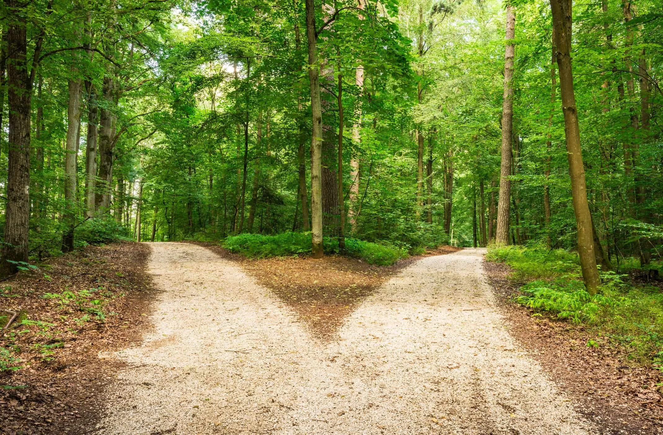 Fork in a forest path symbolizing choices when feeling stuck.