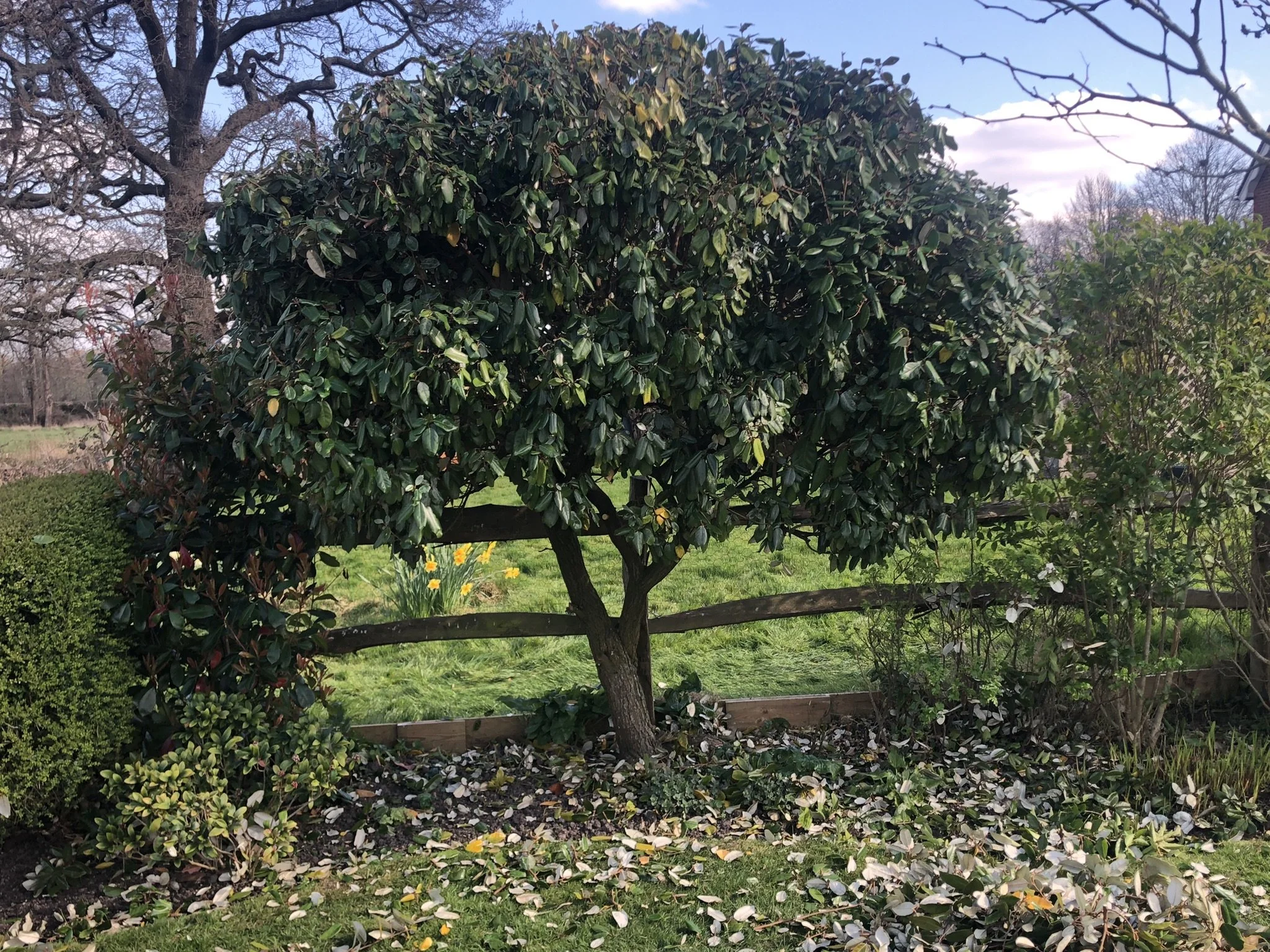 elaeagnus pruning2.JPEG