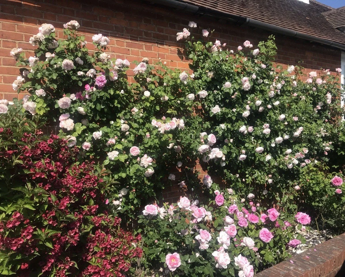 Climbing roses 2 - Copy.jpeg