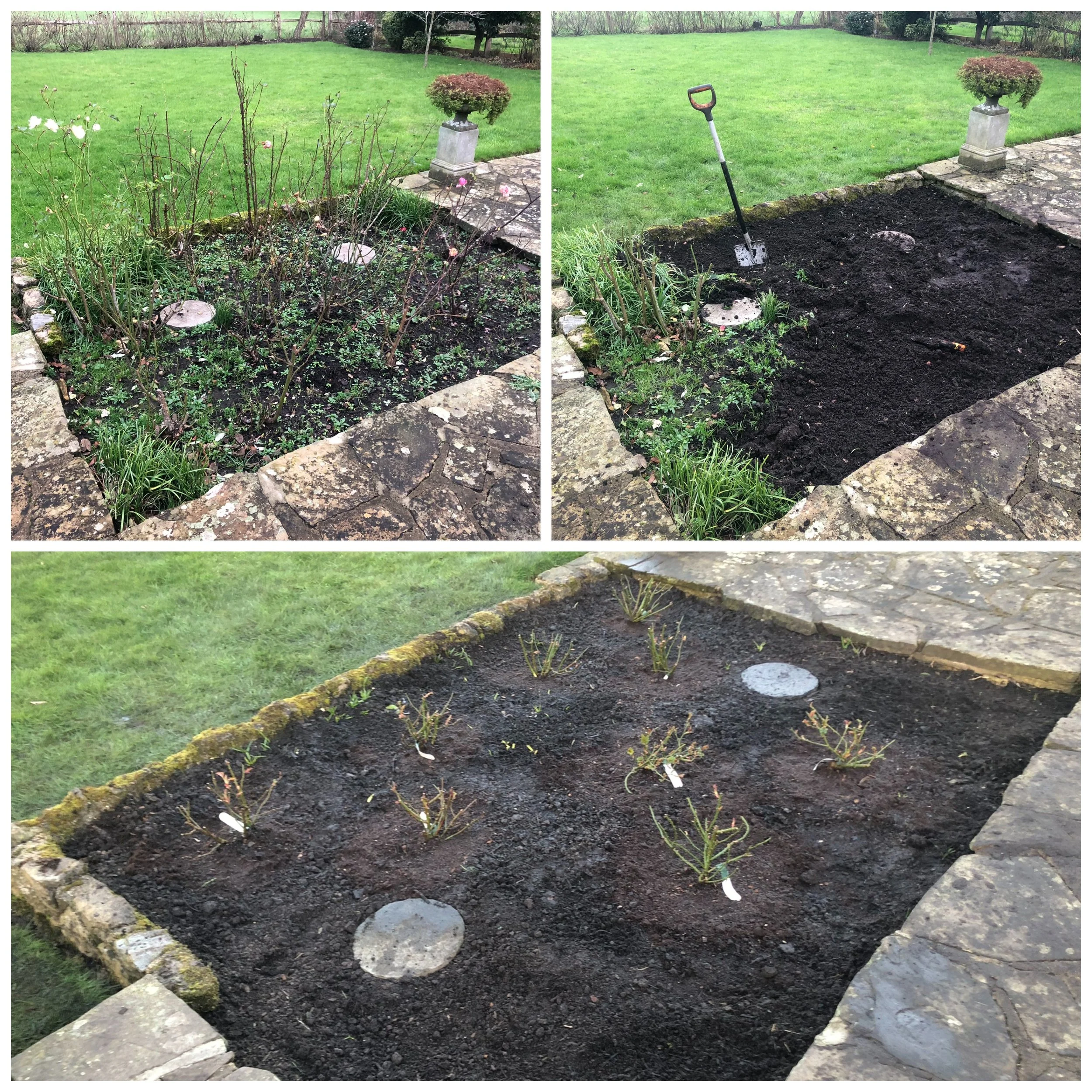 Rose planting.jpg