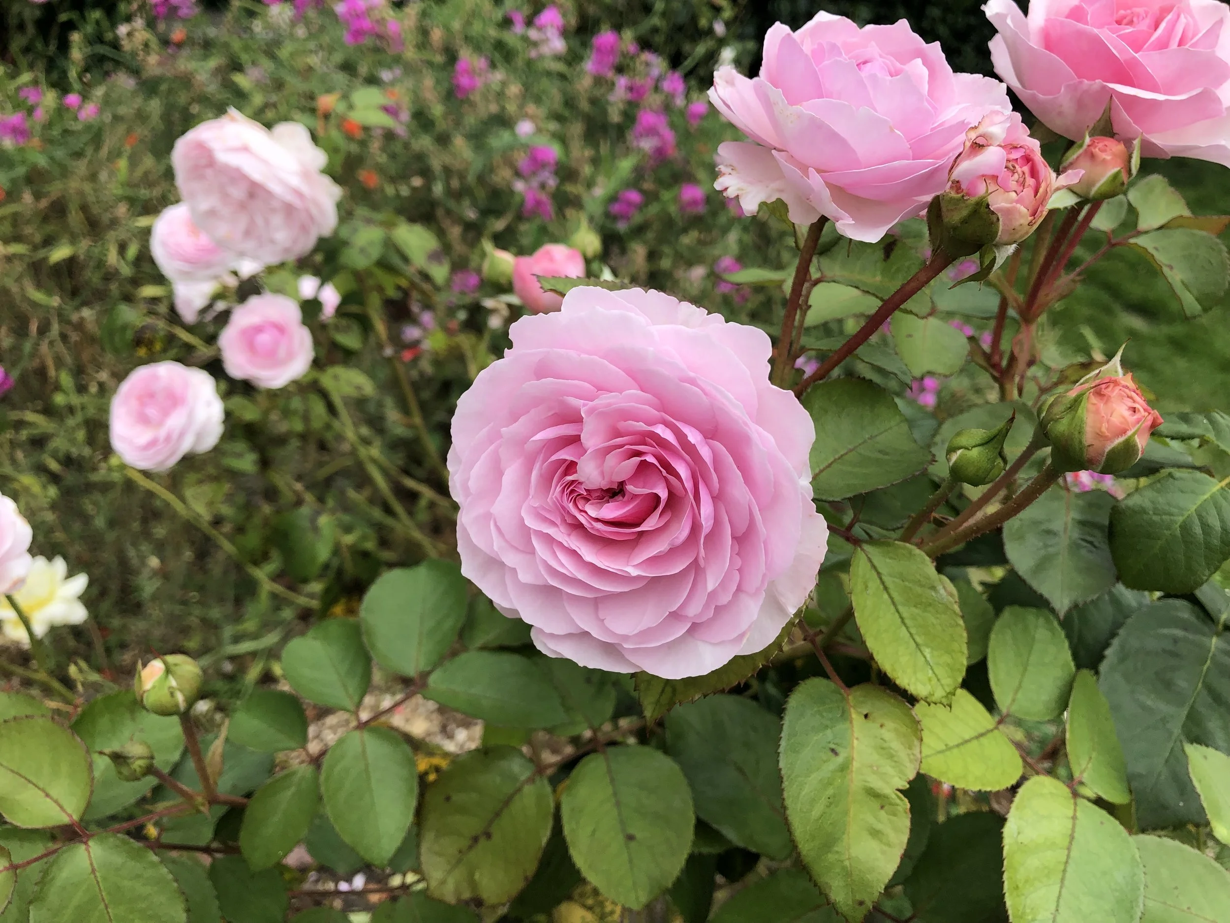 pink rose - Copy.jpeg