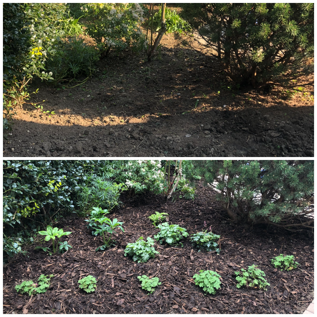A before and after comparison of a garden bed. The top image shows bare soil, while the bottom image shows the same bed with newly planted green plants surrounded by mulch.
