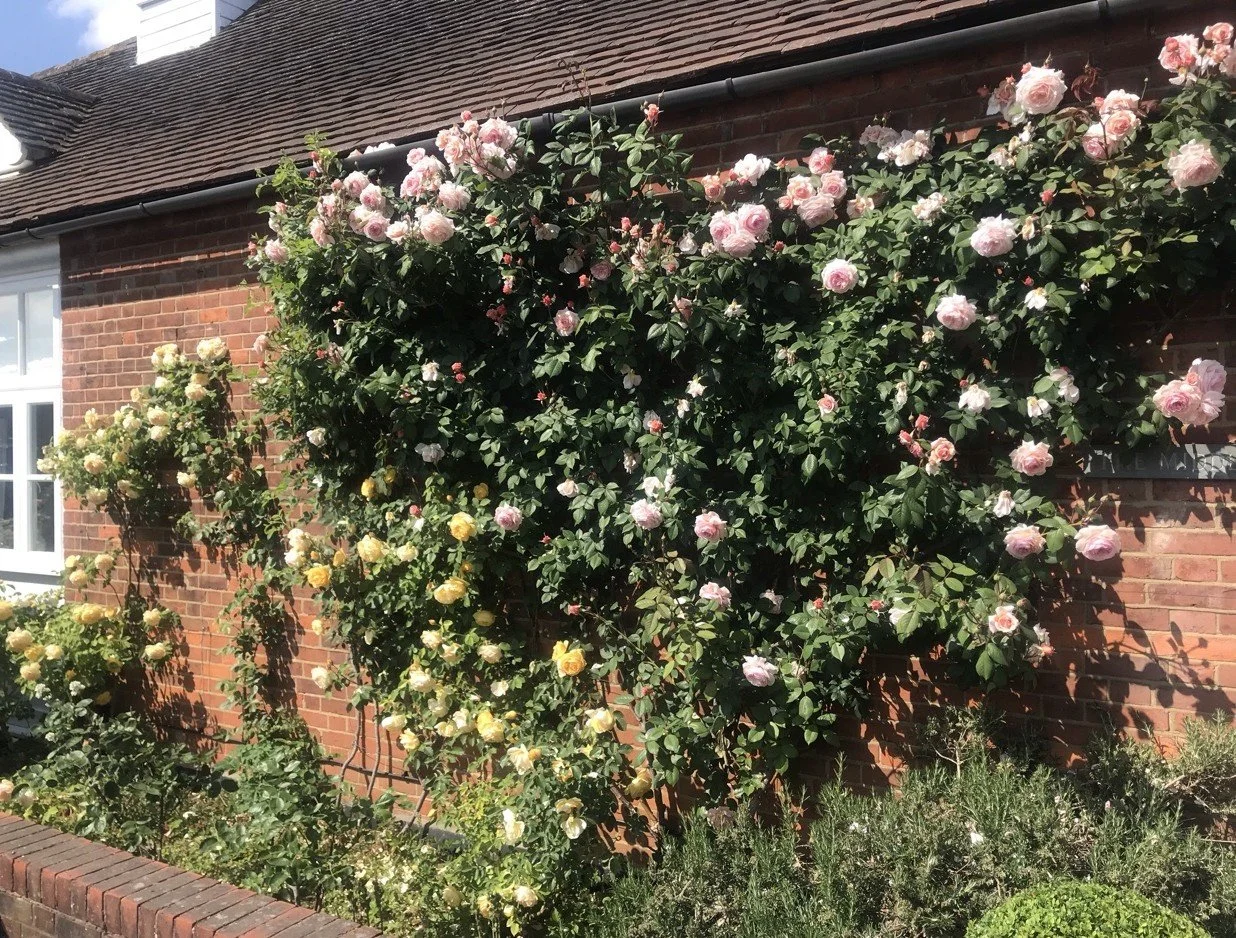 Climbing roses 1 - Copy.jpeg