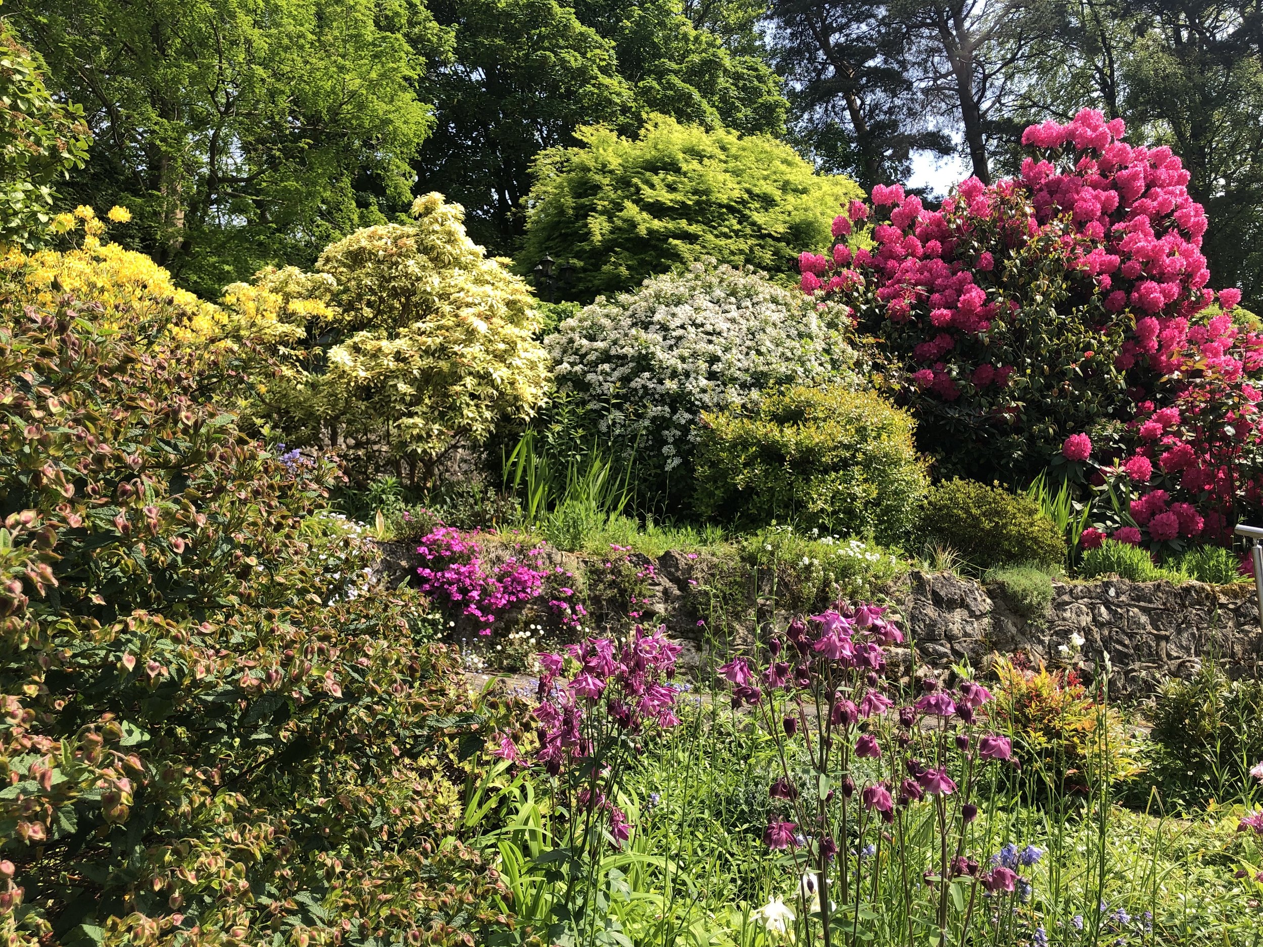 Lizzy's garden 2 - Copy.jpeg