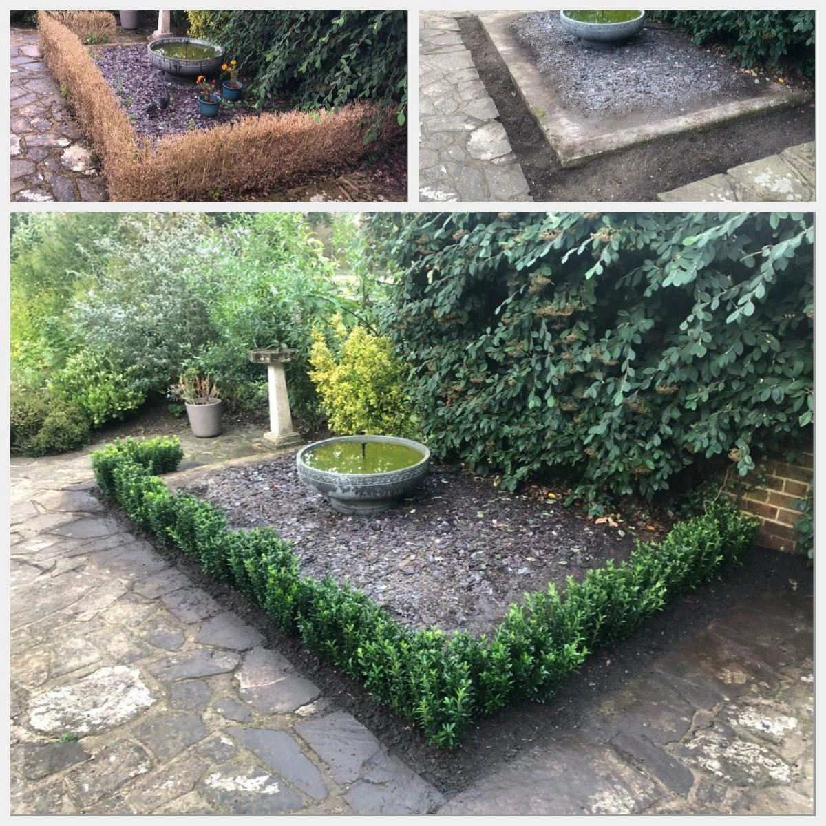 hedge planting.jpg