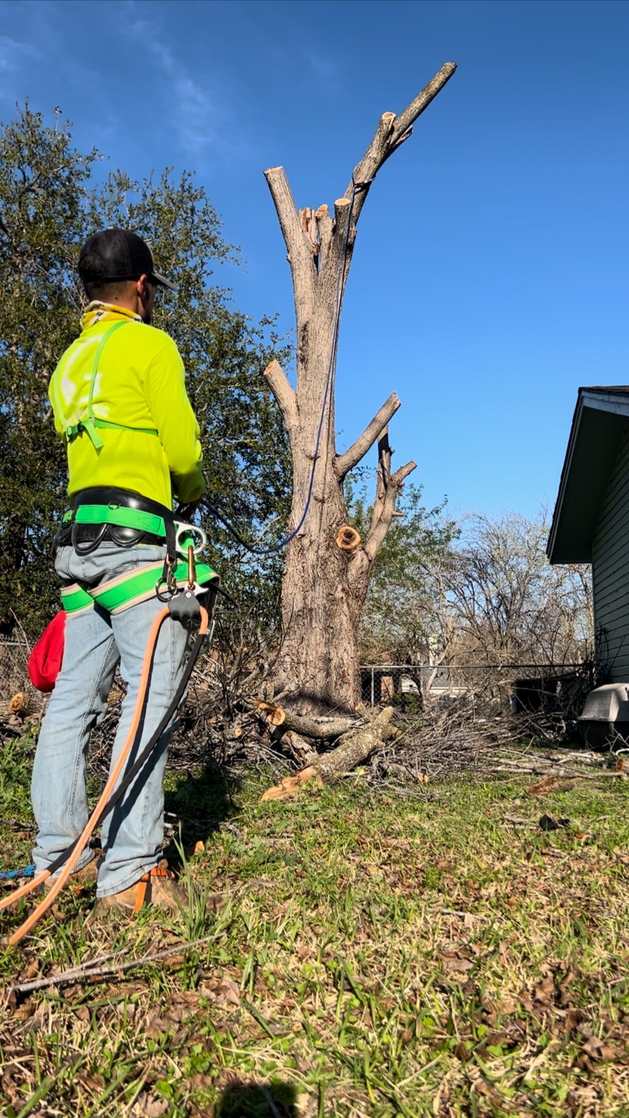 A person in a bright yellow shirt and safety gear cuts down a large tree with a chainsaw in a backyard.