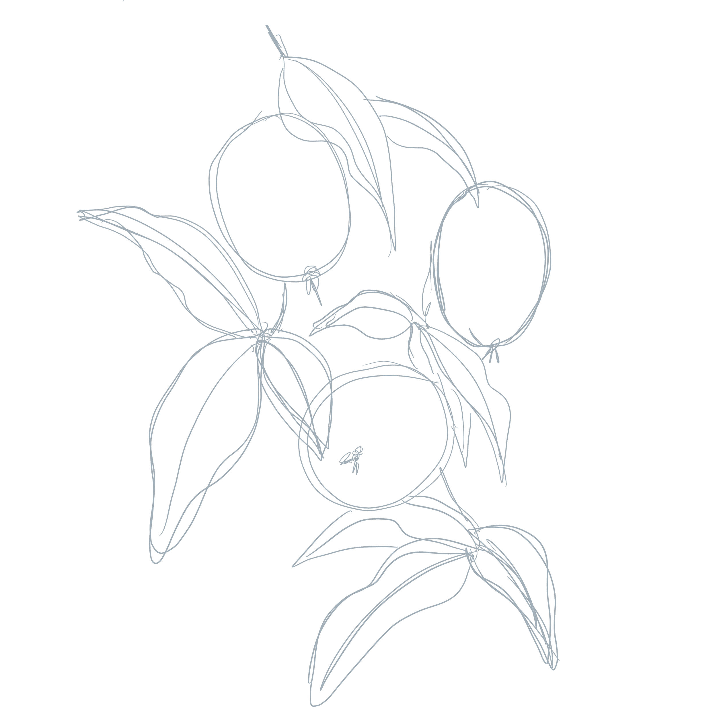 I started this illustration by doing a loose sketch of the hanging fruit to get a sense of the proportions and layout.