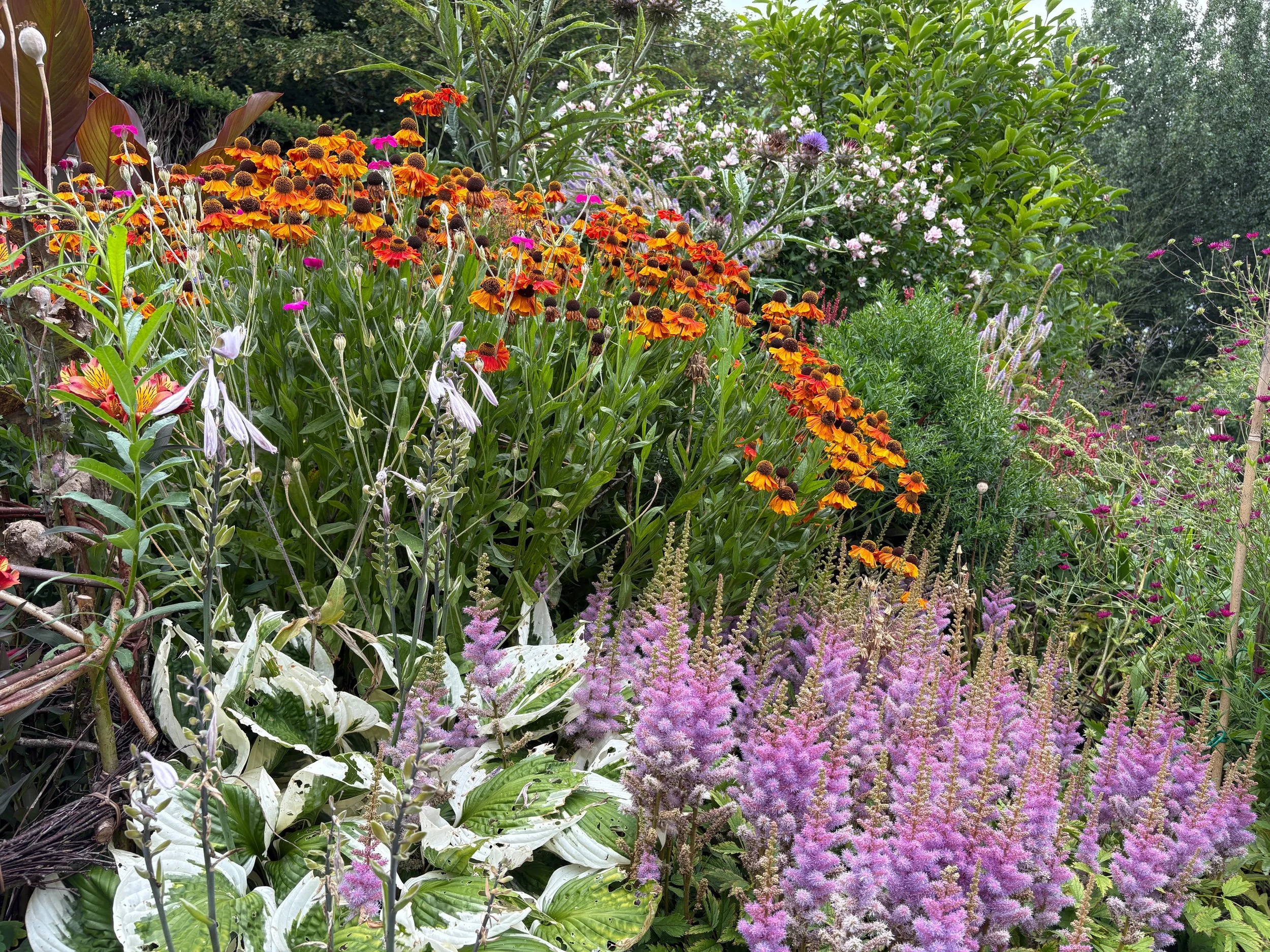 Perennial-Border-Garden-Planting-Ealing-W13.jpg