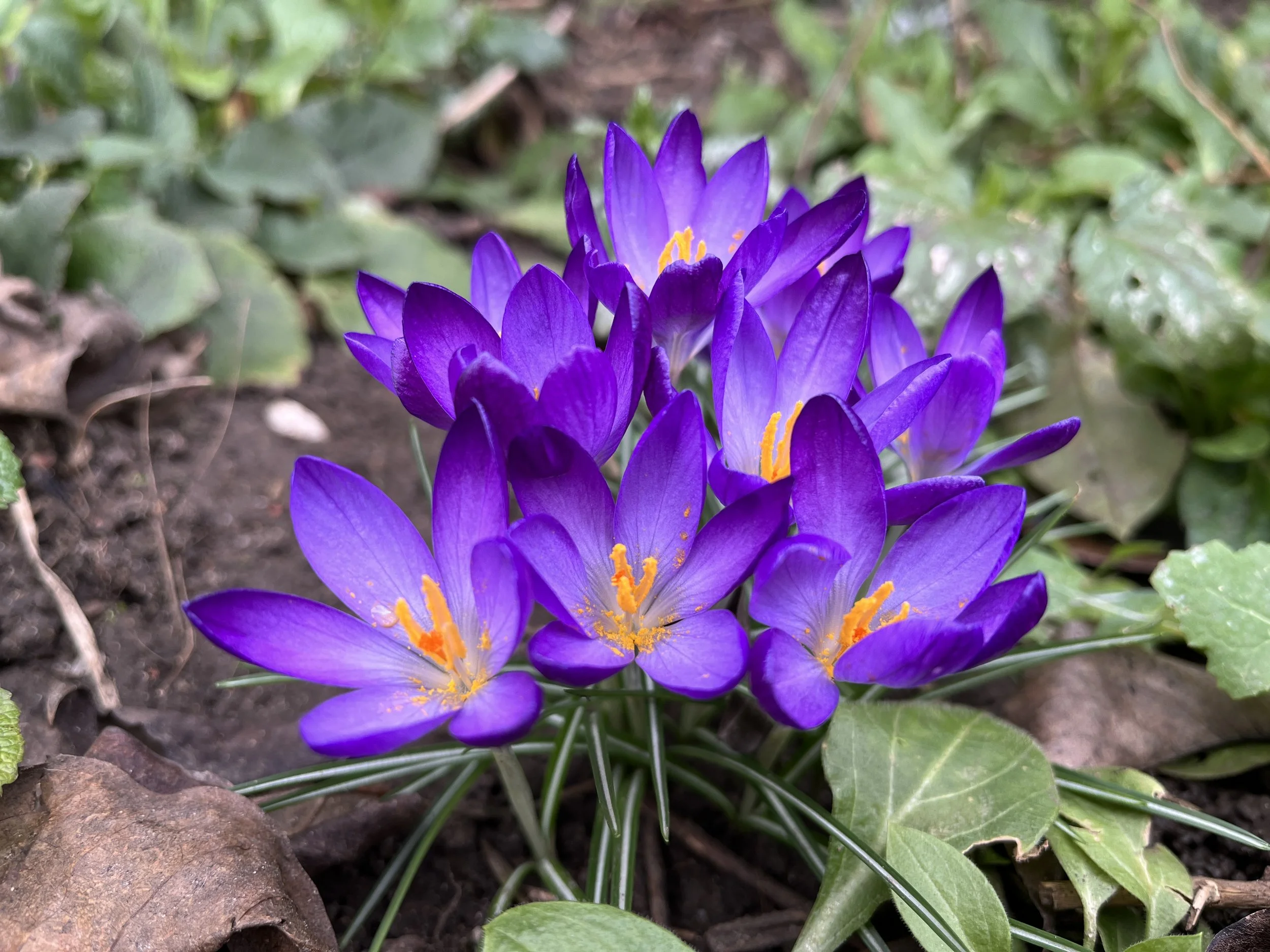 Bulb Planting