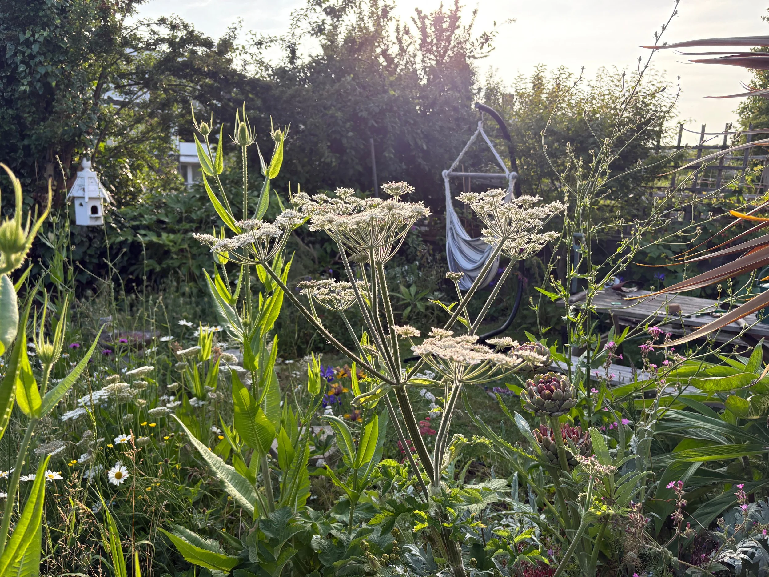 Wildflower & Nature Gardens