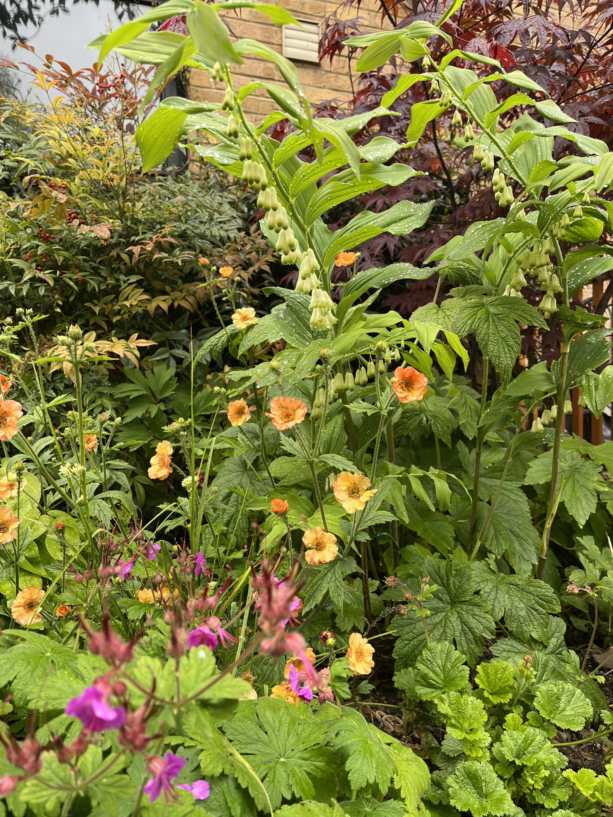 Trees, Shrubs & Perennials