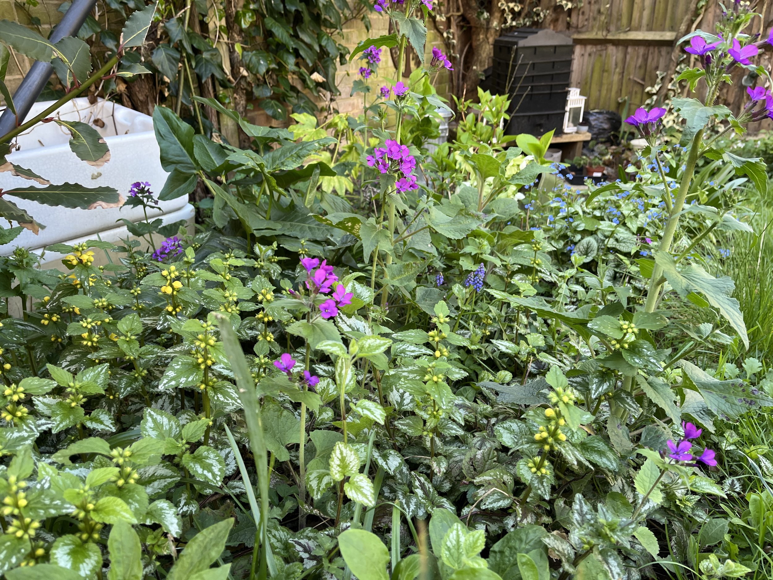 Wildflower & Pollinator Planting