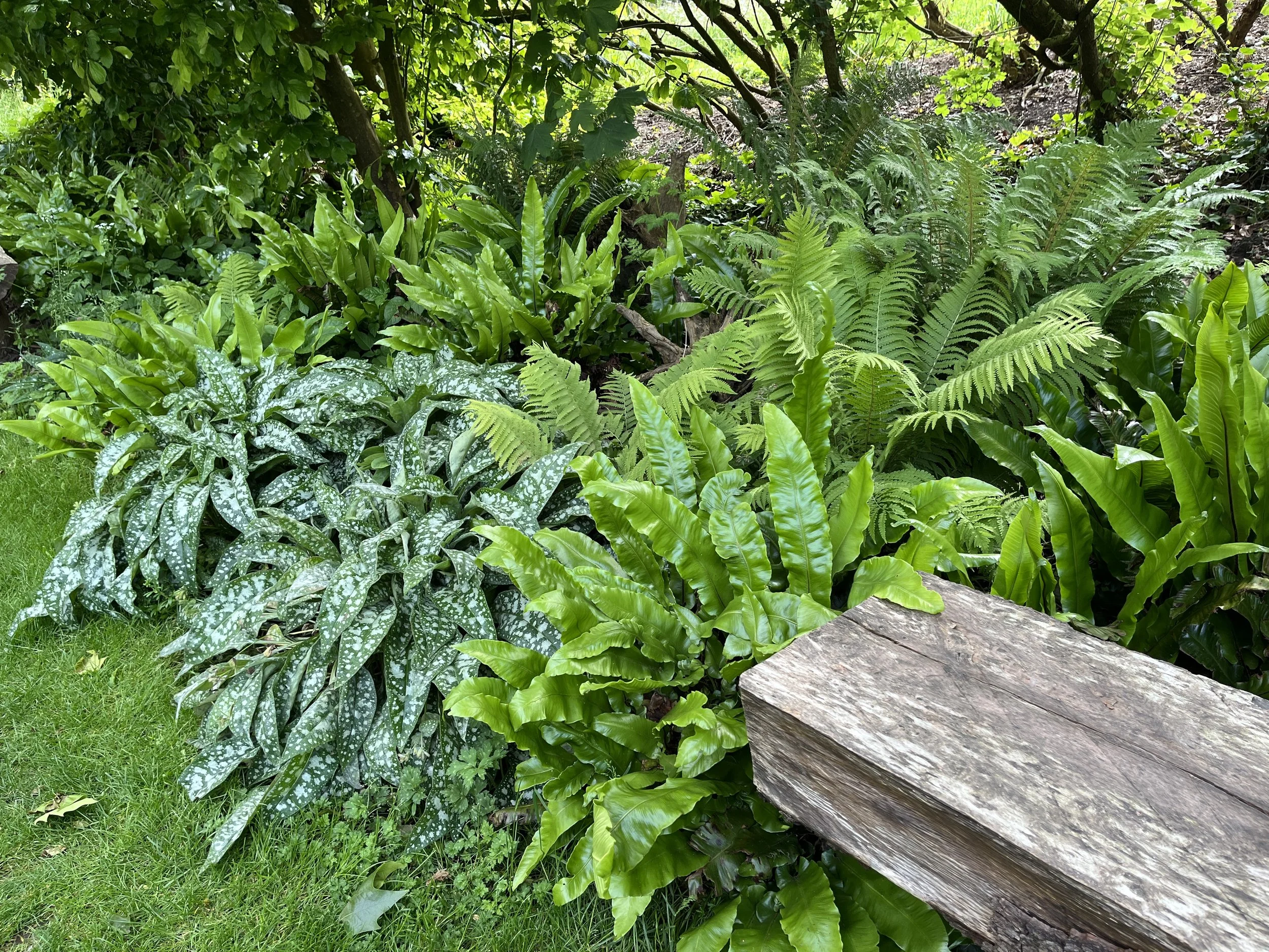 Shade Planting