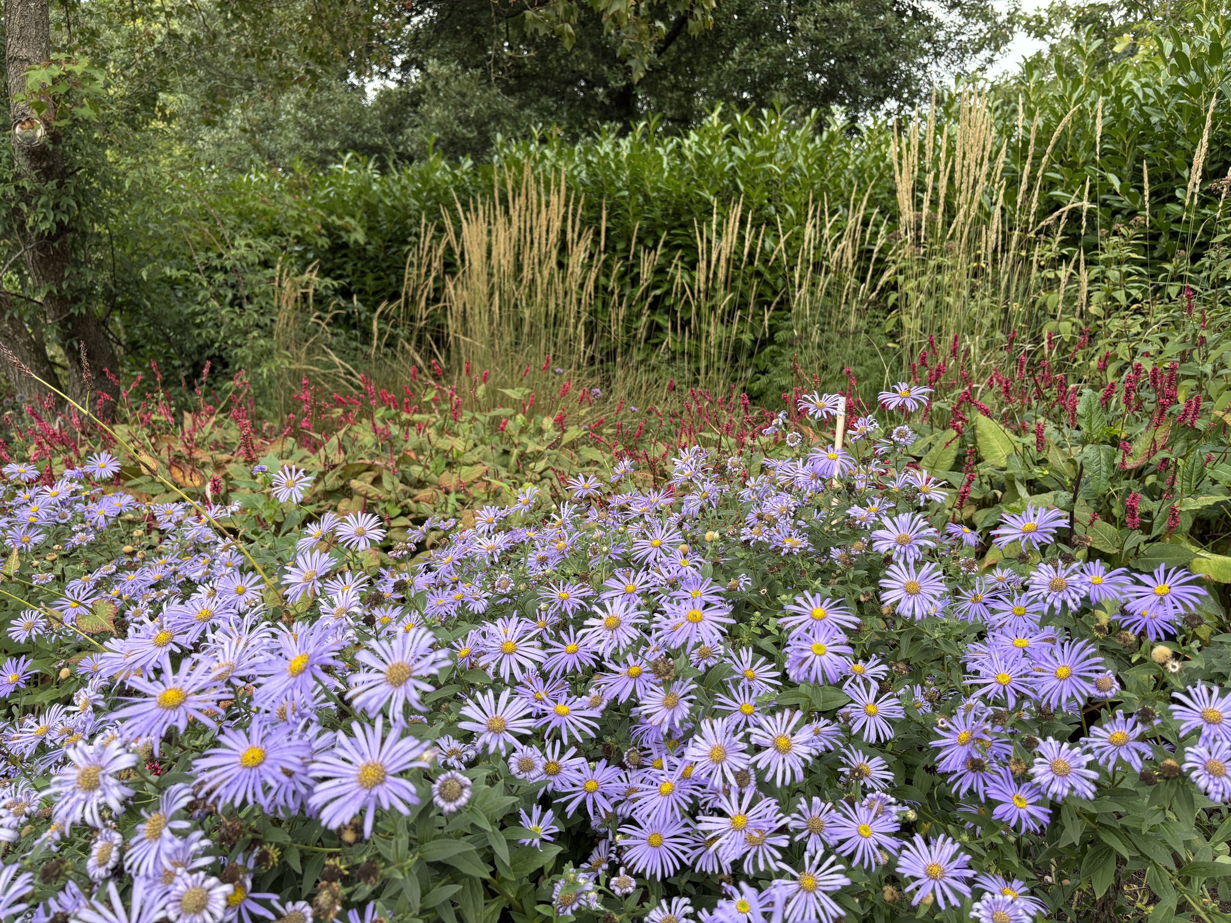 Deep Perennial Borders