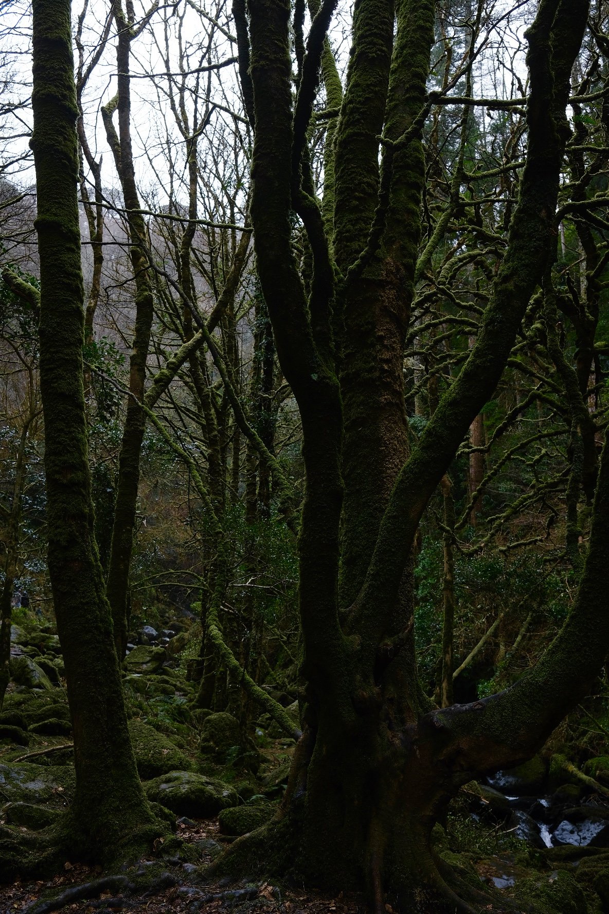 DSCF7116.jpg
