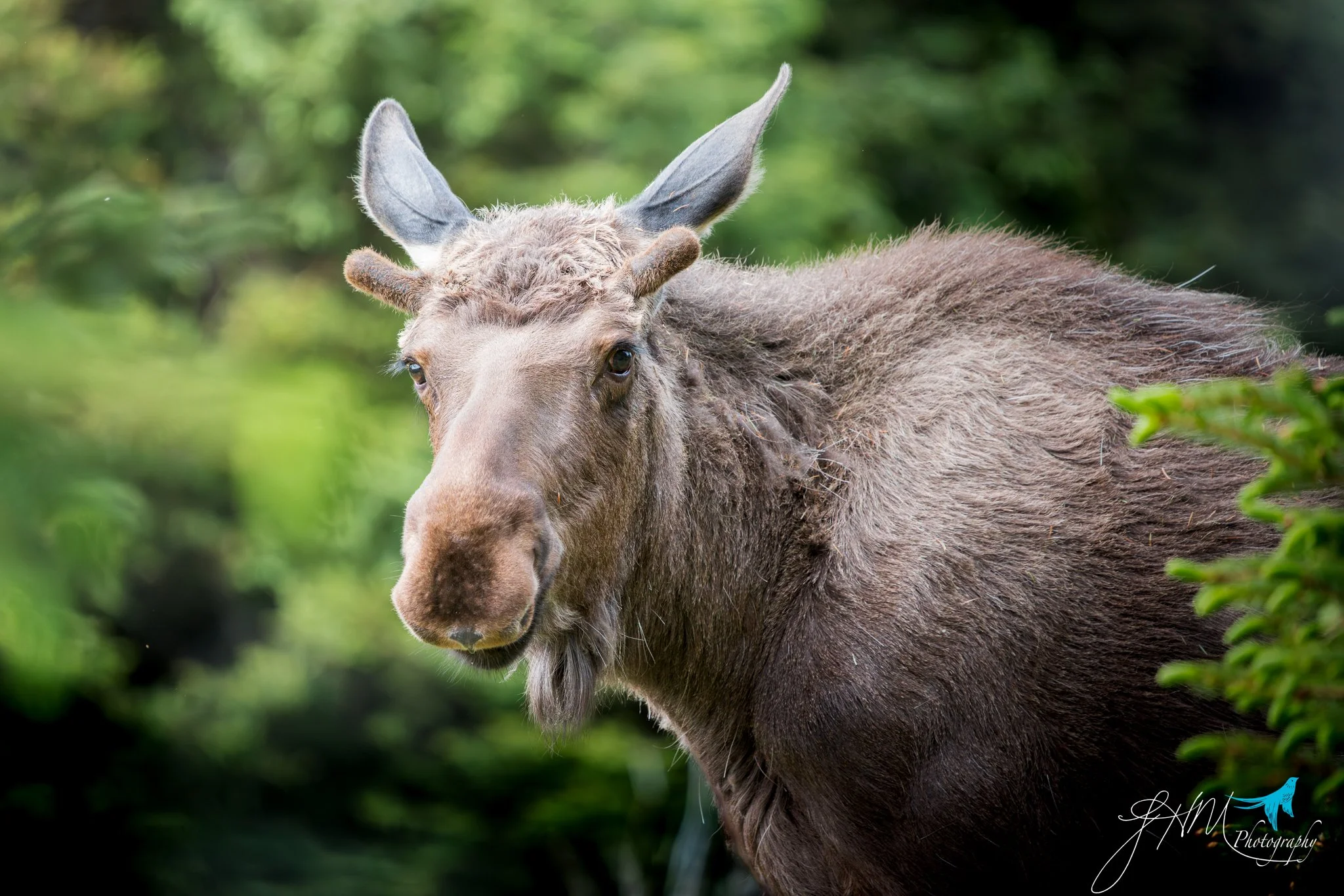 Moose, Homer, AK