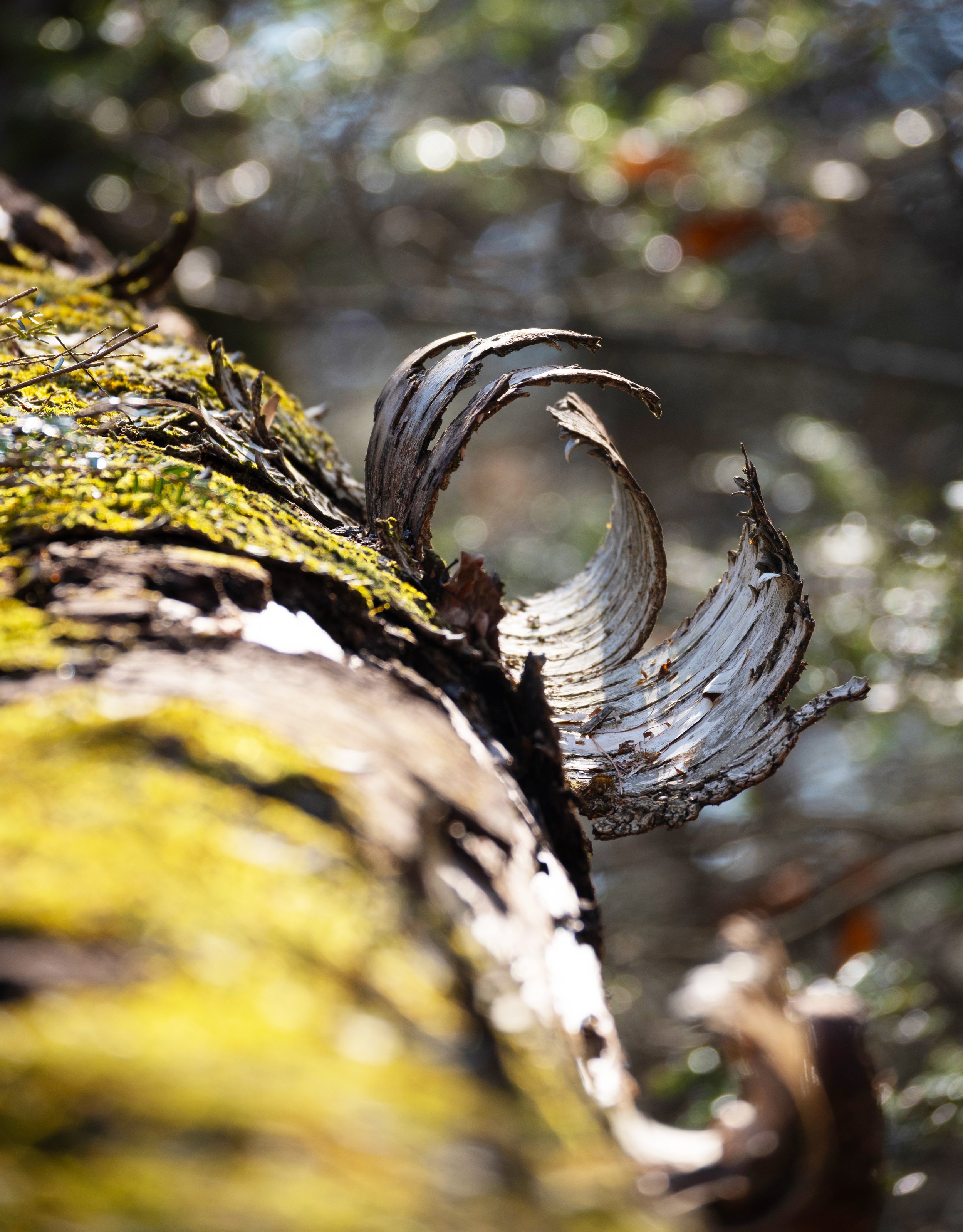 birch portal (photo) - varying sizes $22-95