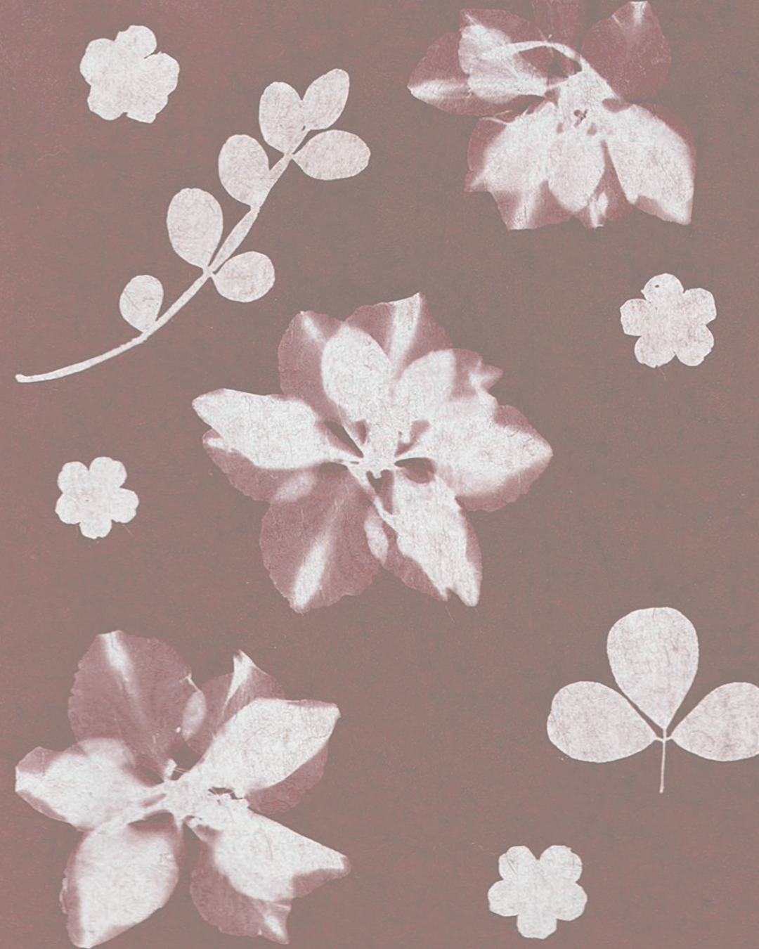 Fresh Flower Printing Workshop