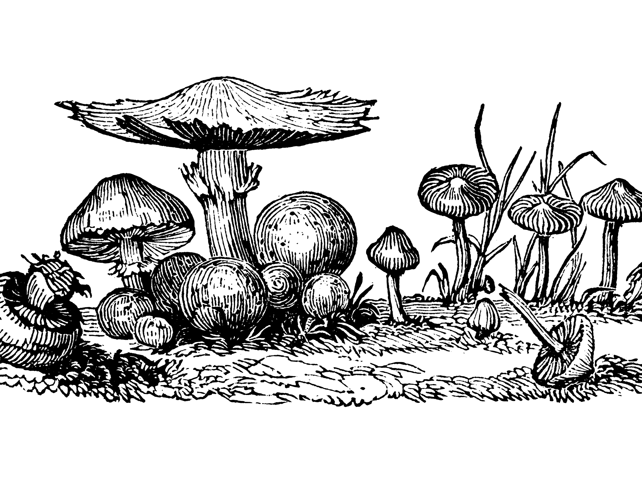 New Moon Nature Walk | Rooted in Community