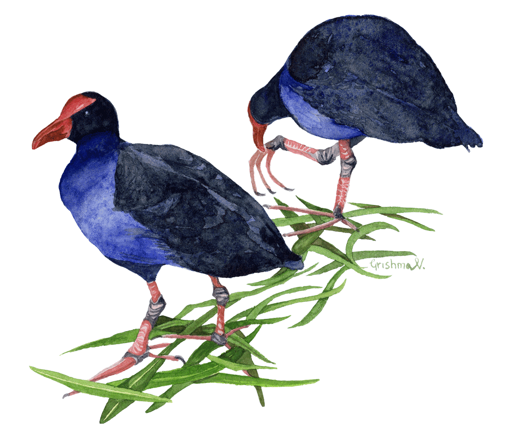 westernswamphens.png