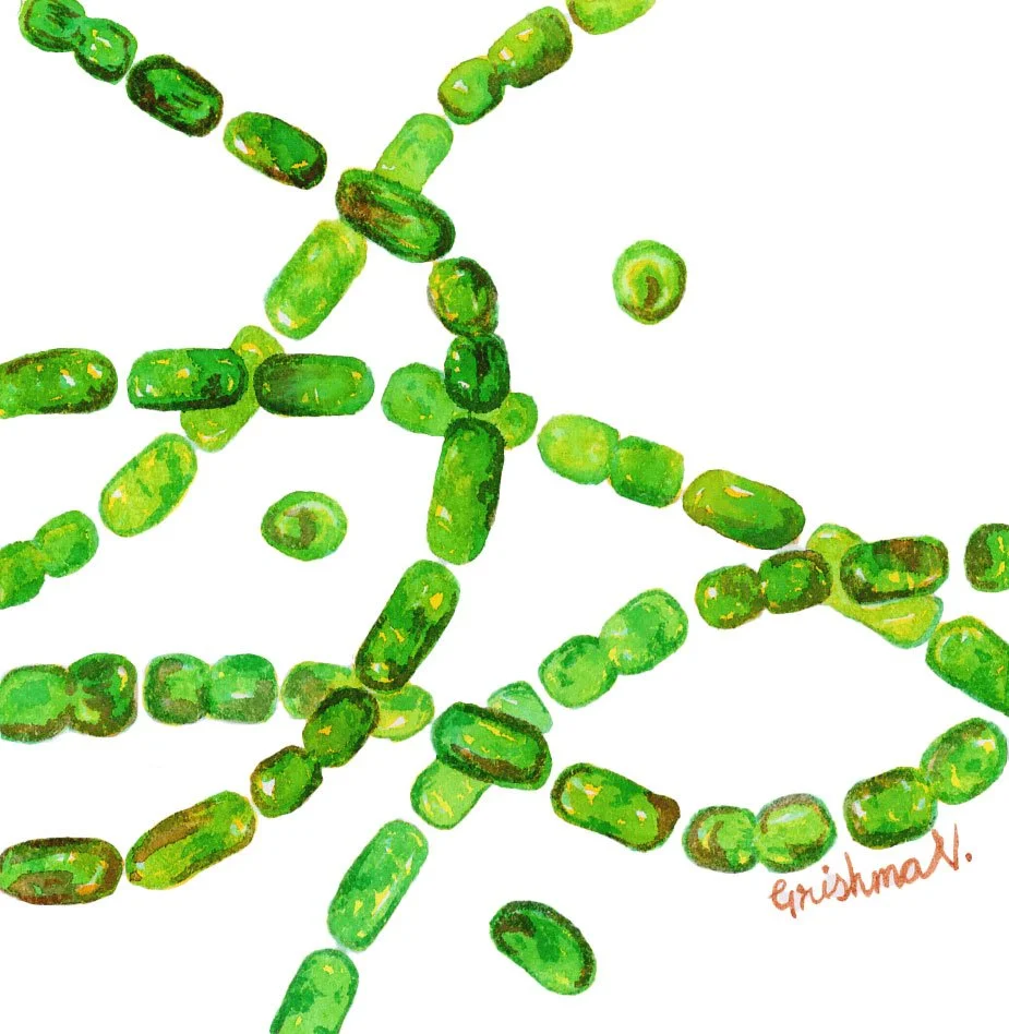 filamentous_cyanobacteria.jpg