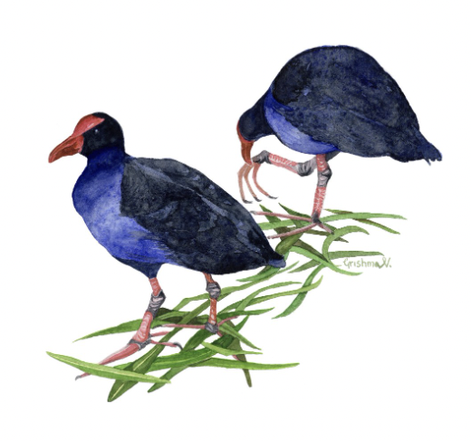 Animals & Botanicals