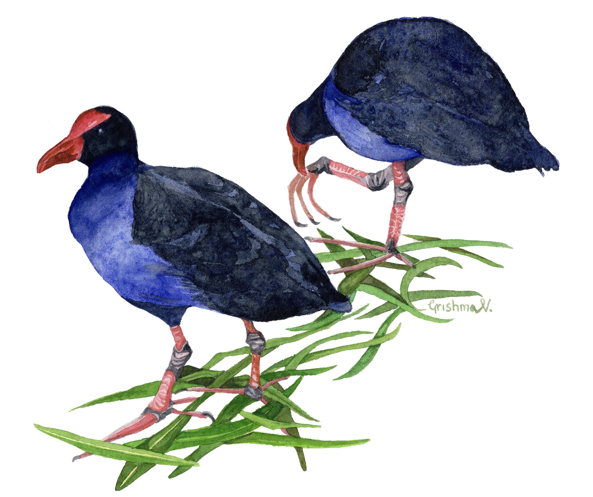 westernswamphens.jpg