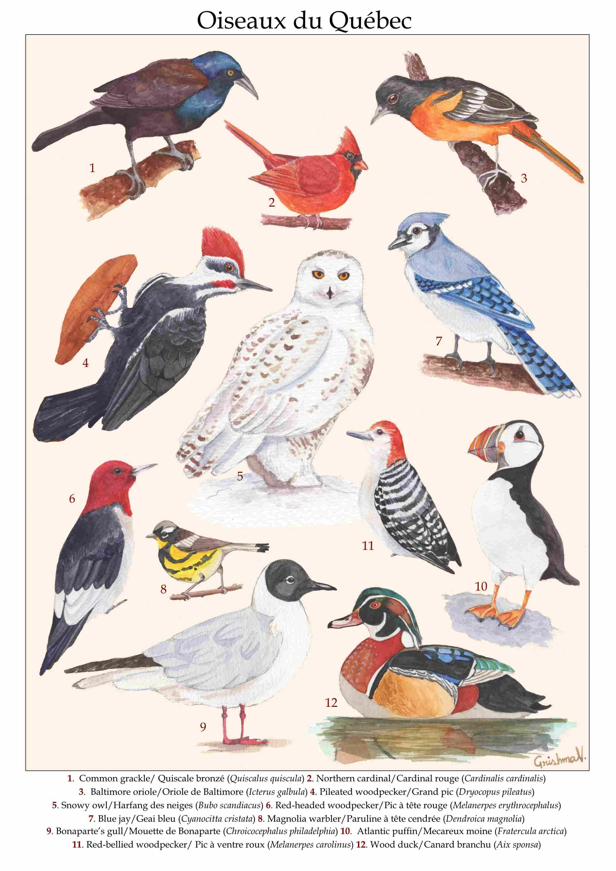 Birds of Quebec v2.jpg