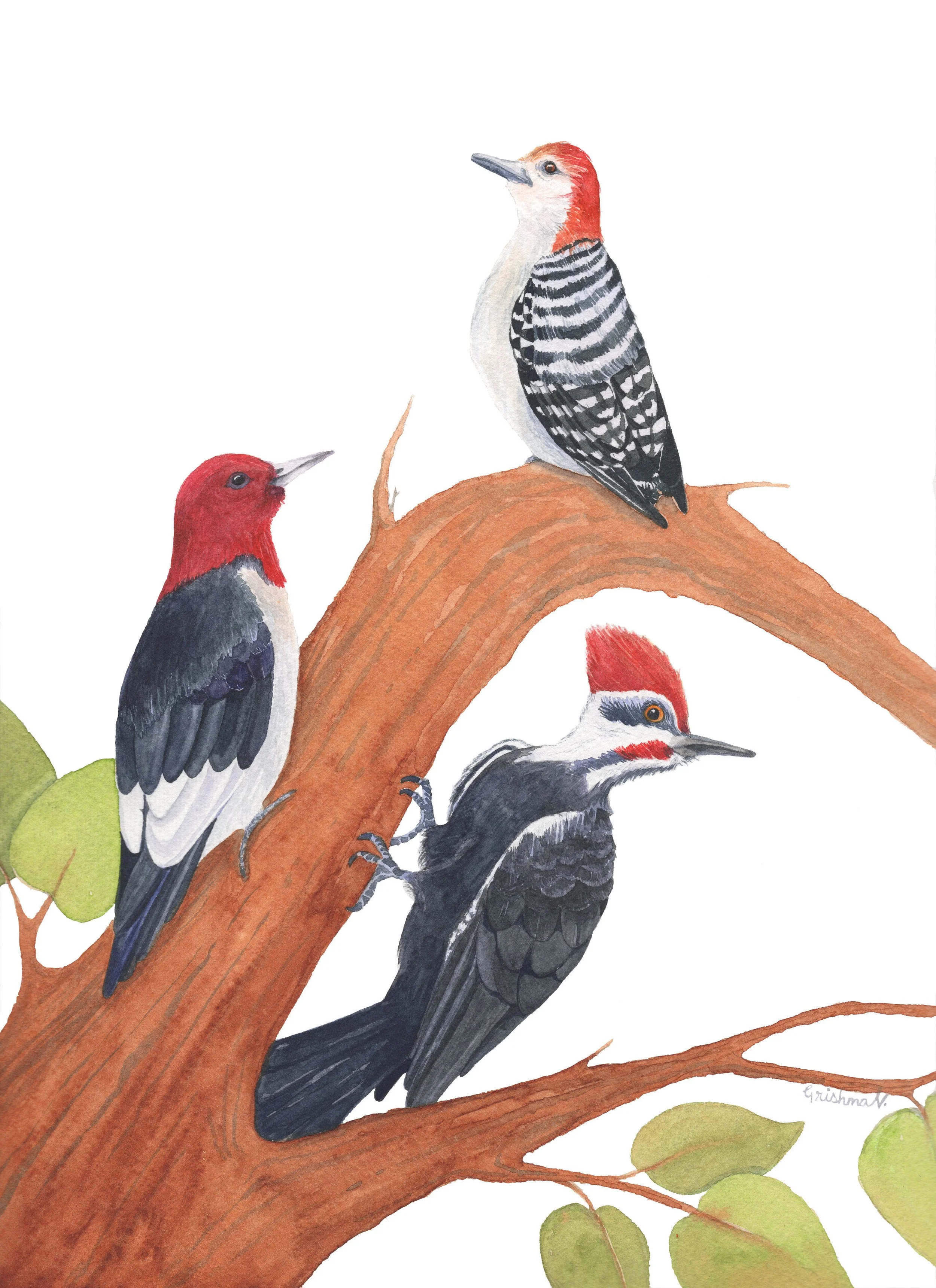 woodpeckers_v2.jpg