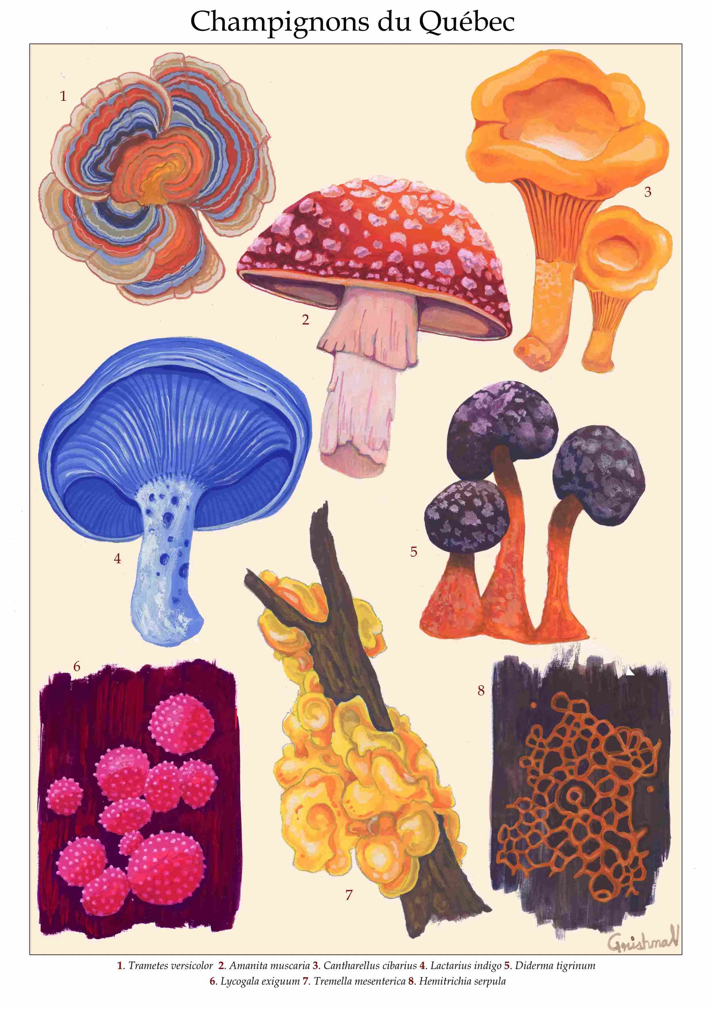 fungi_quebec.jpg