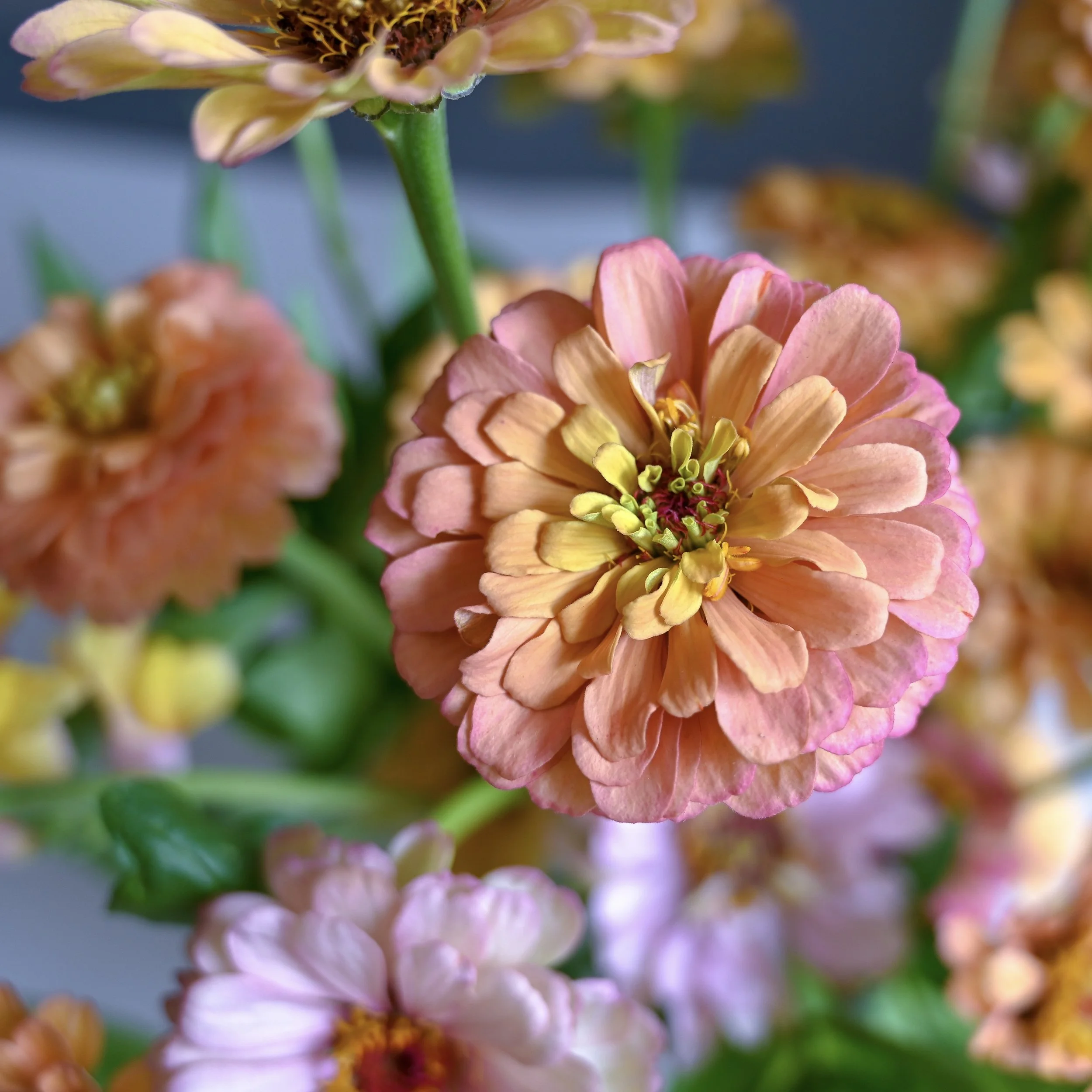 Why Local Flowers Matter More Than Ever