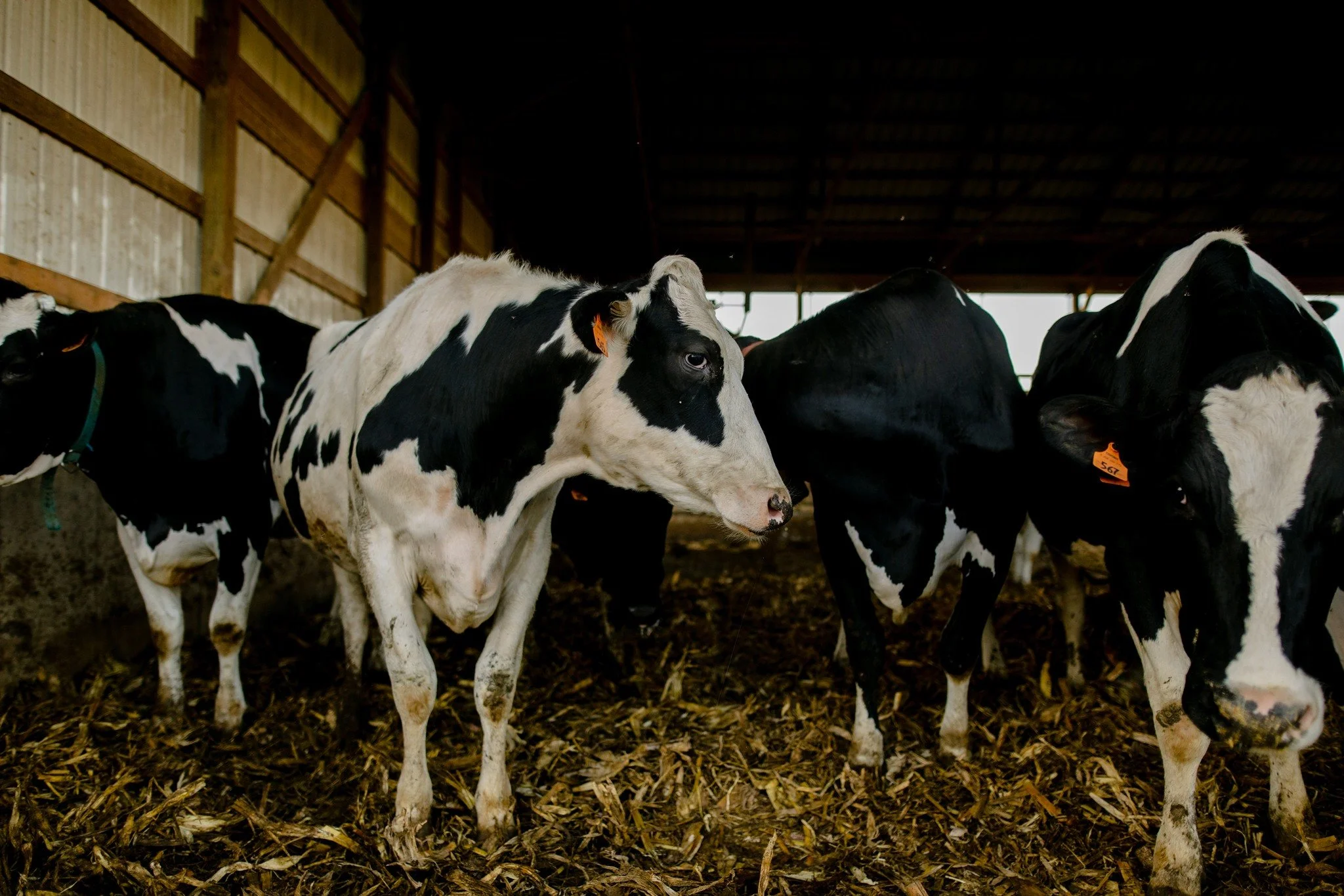 The real workers behind our cheese. 🐄

Every batch of Milton Creamery cheese starts with milk from local Amish, Mennonite, and family farms right here in our region. These farmers care deeply for their animals and their land&mdash;and that care show