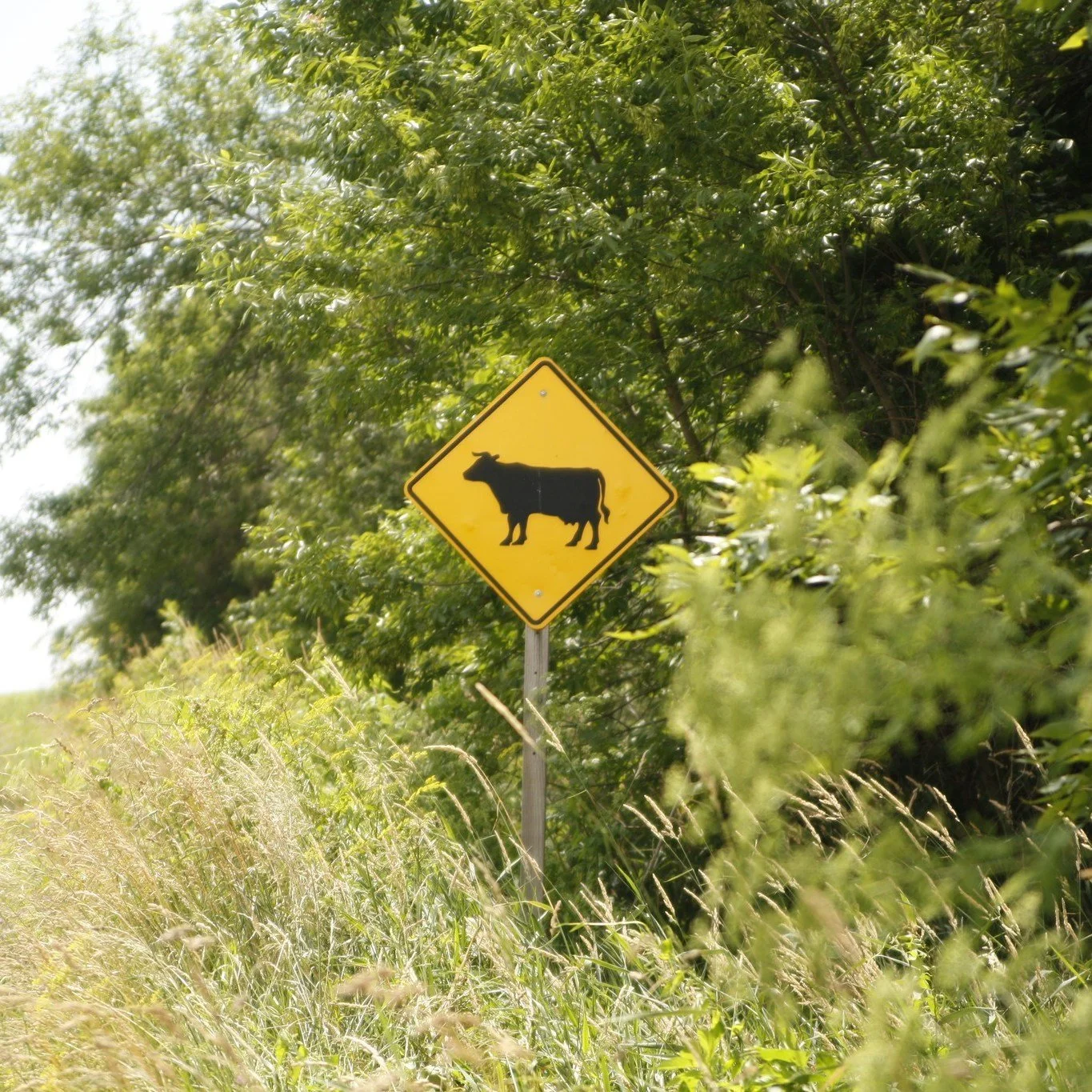 At Milton Creamery, sourcing matters.

The milk that goes into our cheese doesn&rsquo;t come from just anywhere. It comes from local Amish and Mennonite farms, along with small family farms right here in our community.

These are herds that are cared