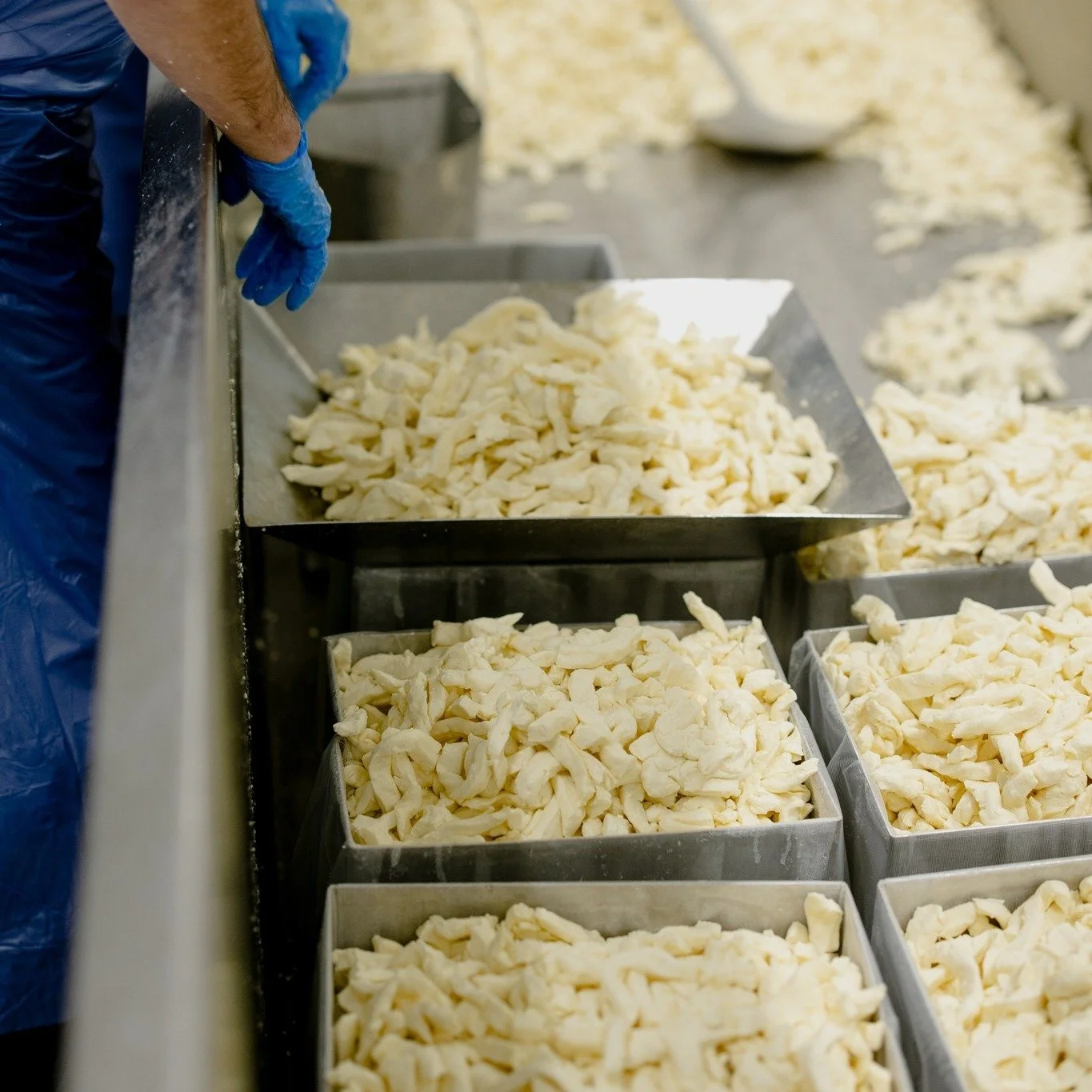 A little look behind the scenes of cheesemaking. 🧀

These hoops filled with fresh curds are one of the many steps between the vat and the cheese you find at your favorite cheese counter.

Each one of these hoops will eventually become a 40-pound blo