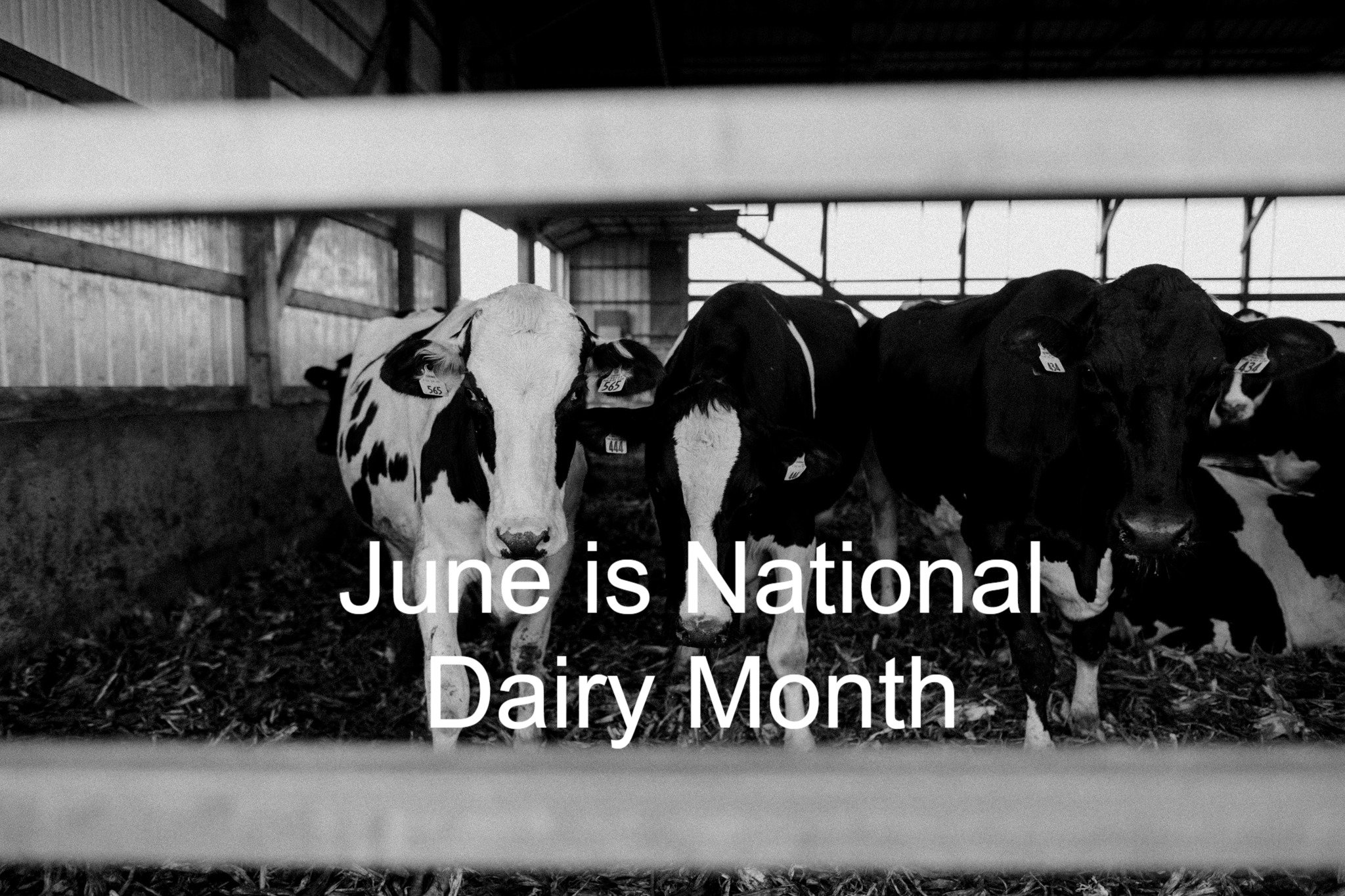 June is National Dairy Month, and it's the perfect time to recognize the people who make what we do possible.

At Milton Creamery, great cheese starts long before it reaches our creamery. It starts on the local Amish and Mennonite family farms that c