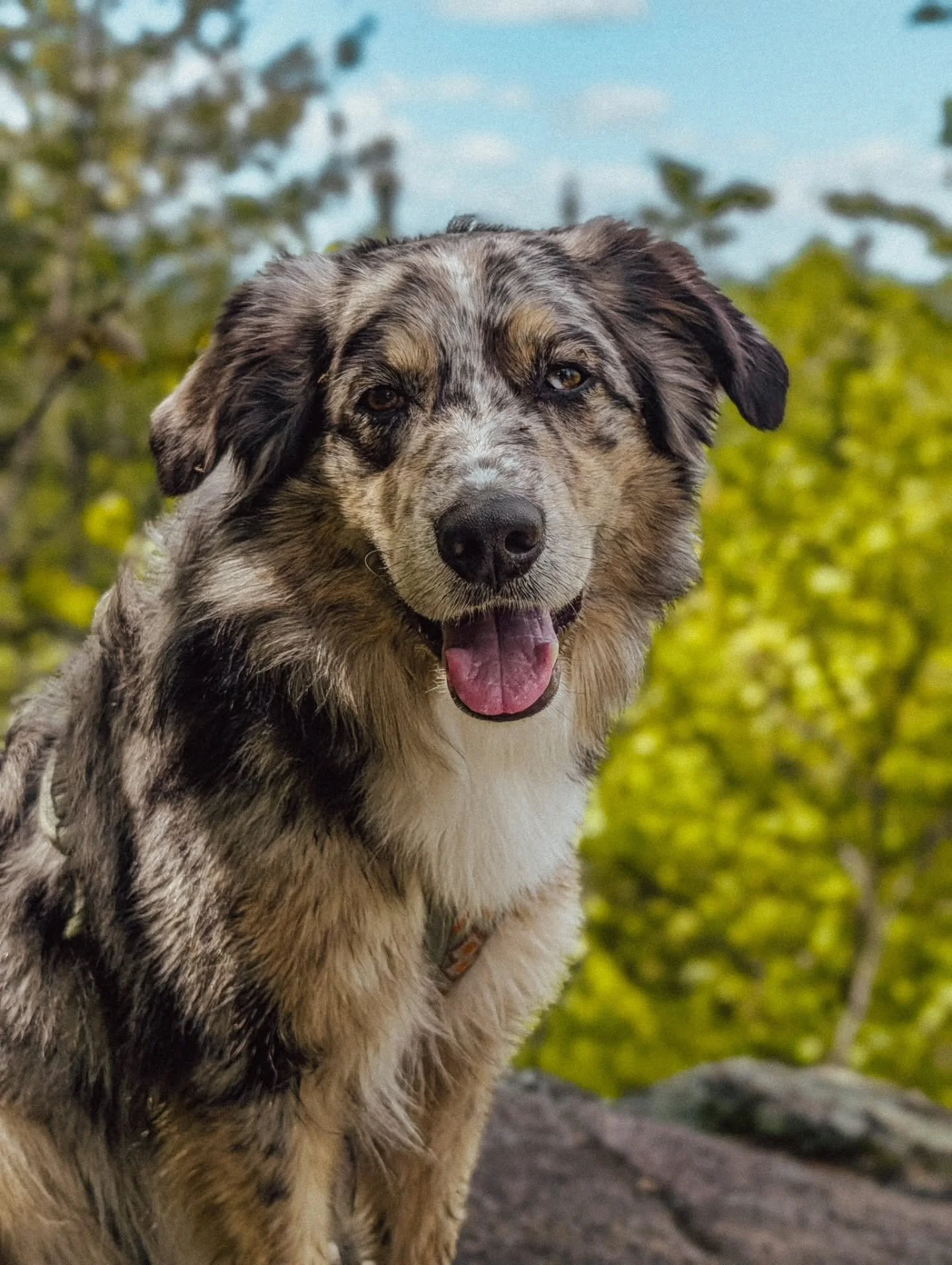 Little Boy 💙🩶

#goldenaussie #aussie #doghike